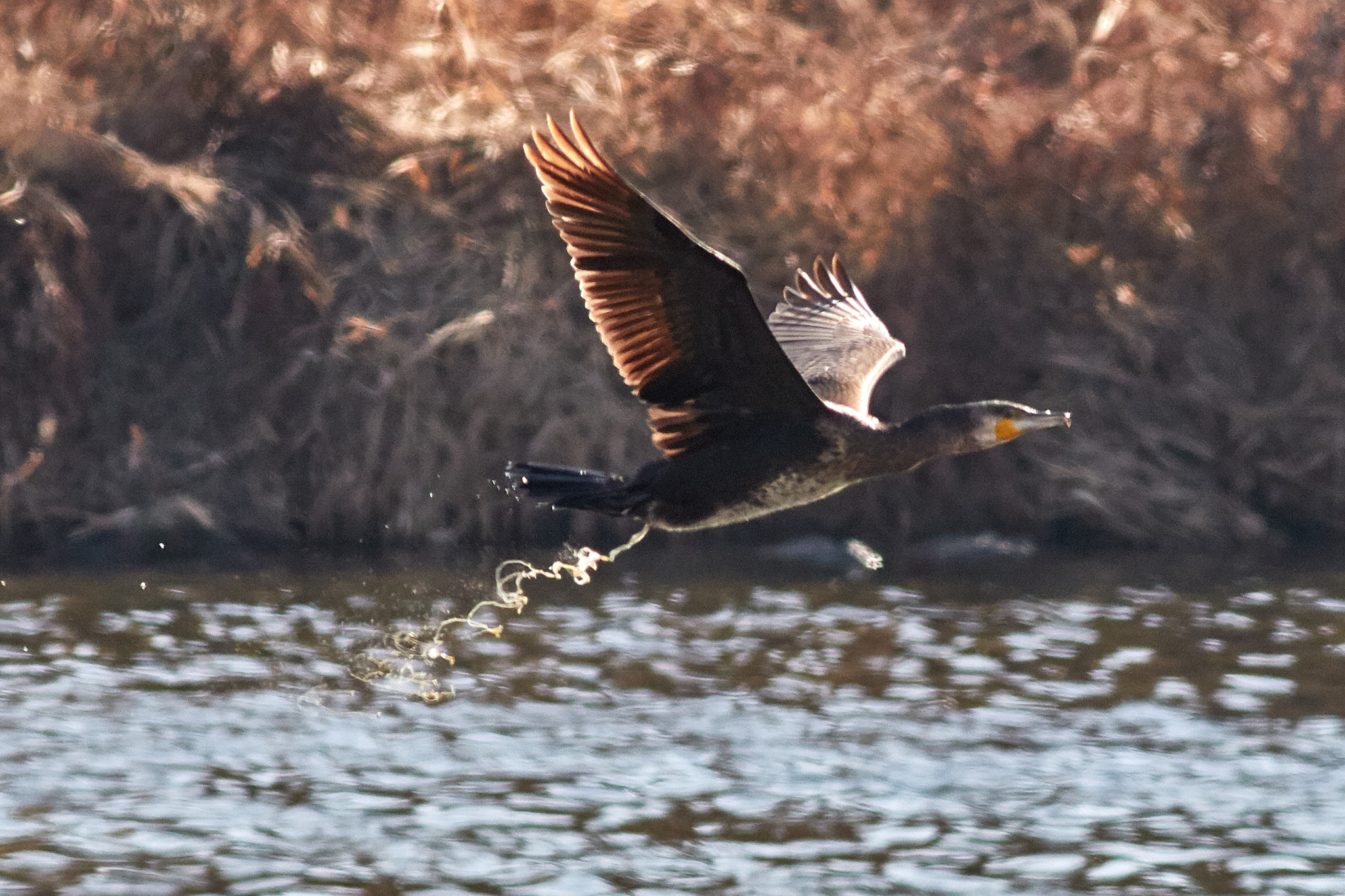 Canon EOS 7D Mark II + Canon EF 400mm F5.6L USM sample photo. Propulsion photography