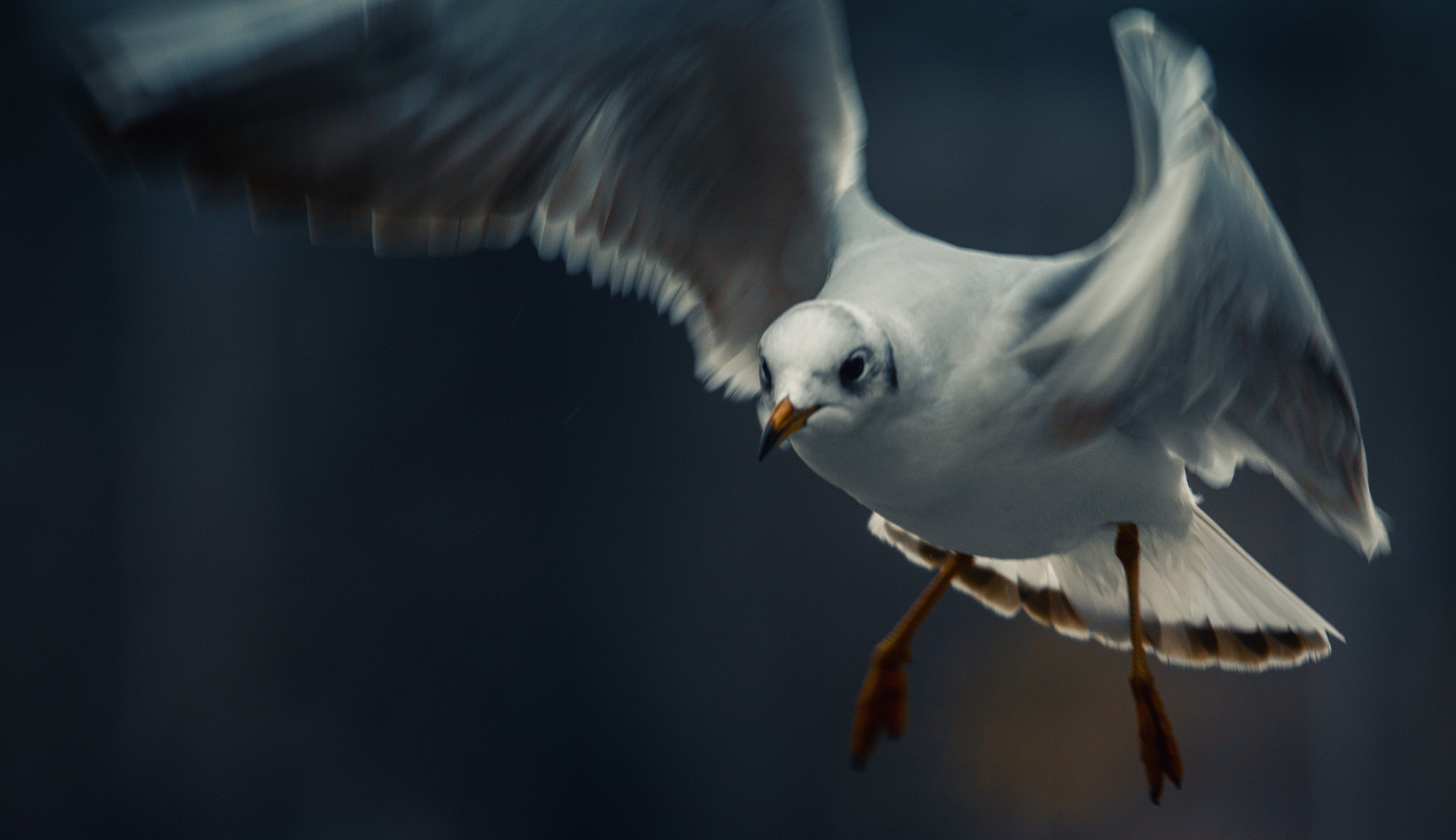 Sigma 150-500mm F5-6.3 DG OS HSM sample photo. Mouette photography