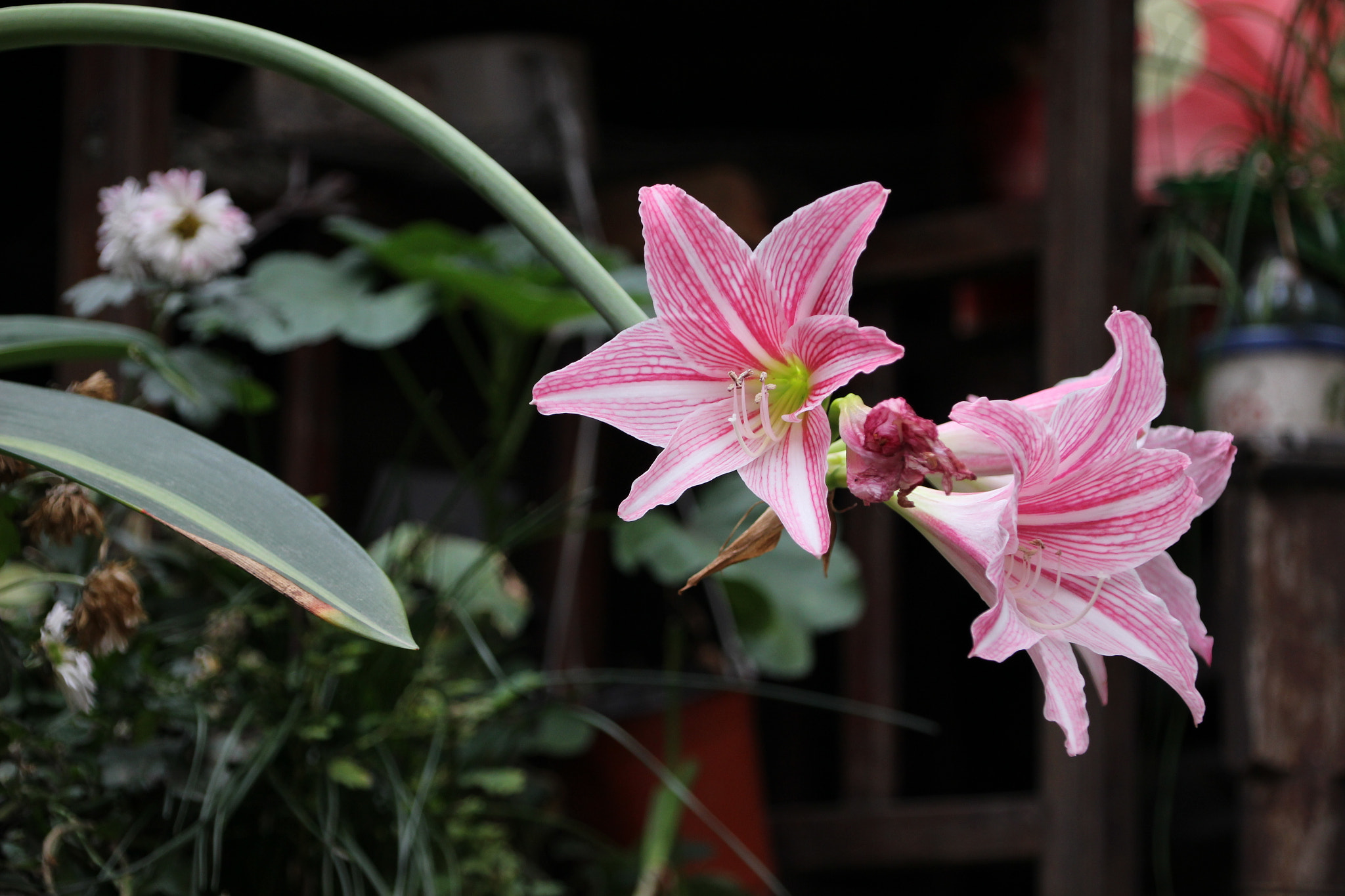 Canon EOS 100D (EOS Rebel SL1 / EOS Kiss X7) + Canon TS-E 90mm F2.8 Tilt-Shift sample photo