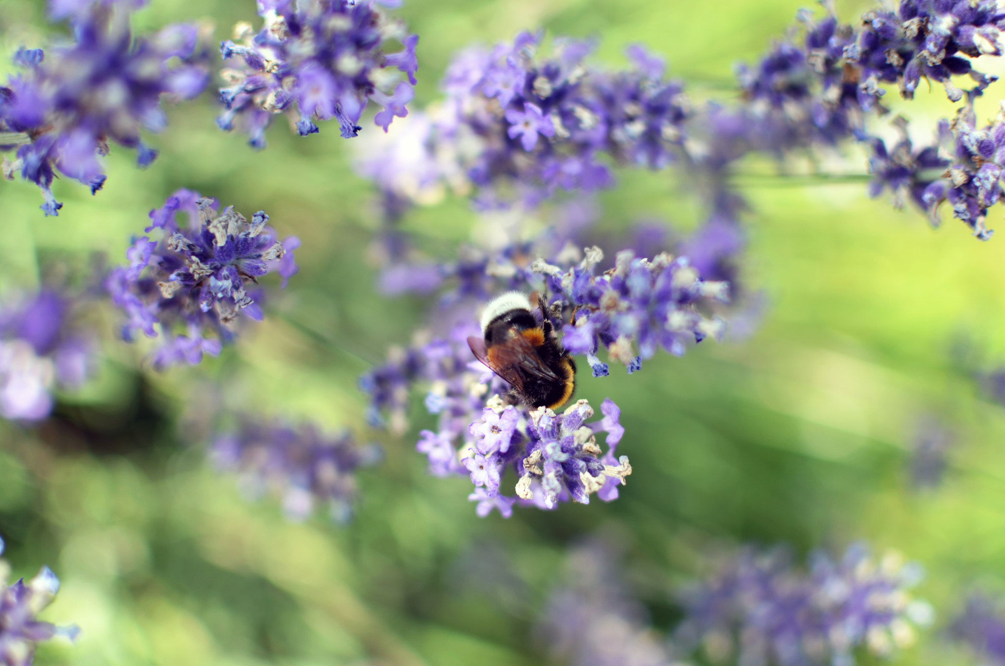 AF Zoom-Nikkor 35-80mm f/4-5.6D sample photo. Flowers photography