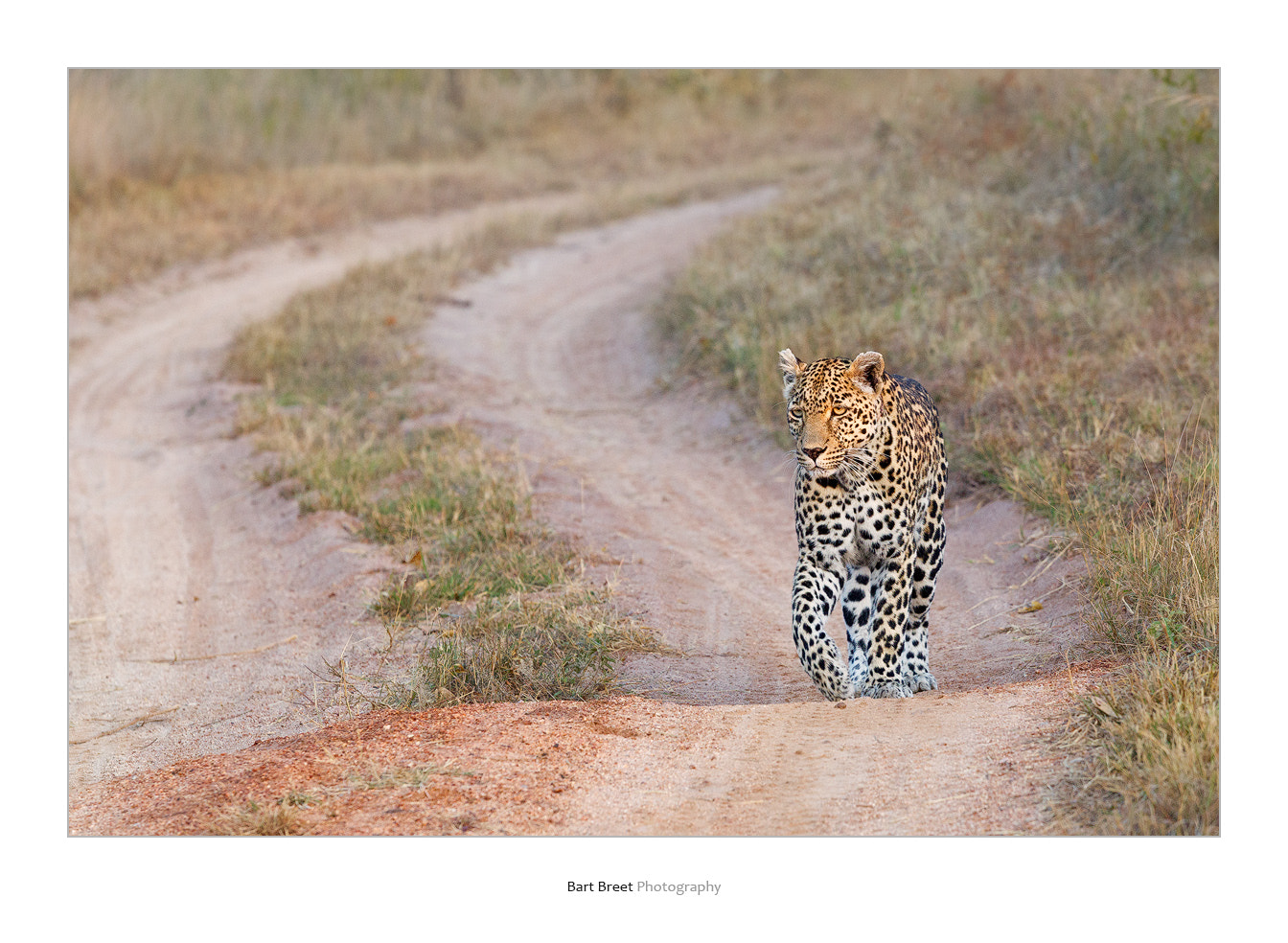 Canon EOS-1D Mark IV sample photo. Morning patrol photography