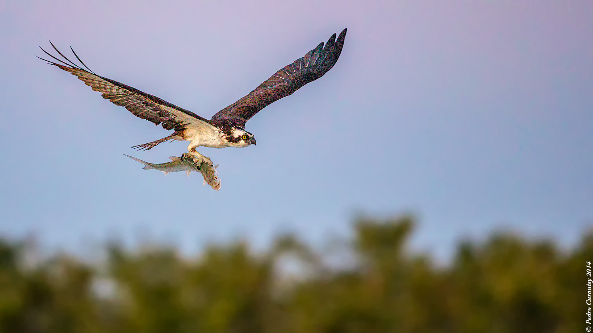Canon EF 500mm F4L IS USM sample photo. Águila pescadora photography