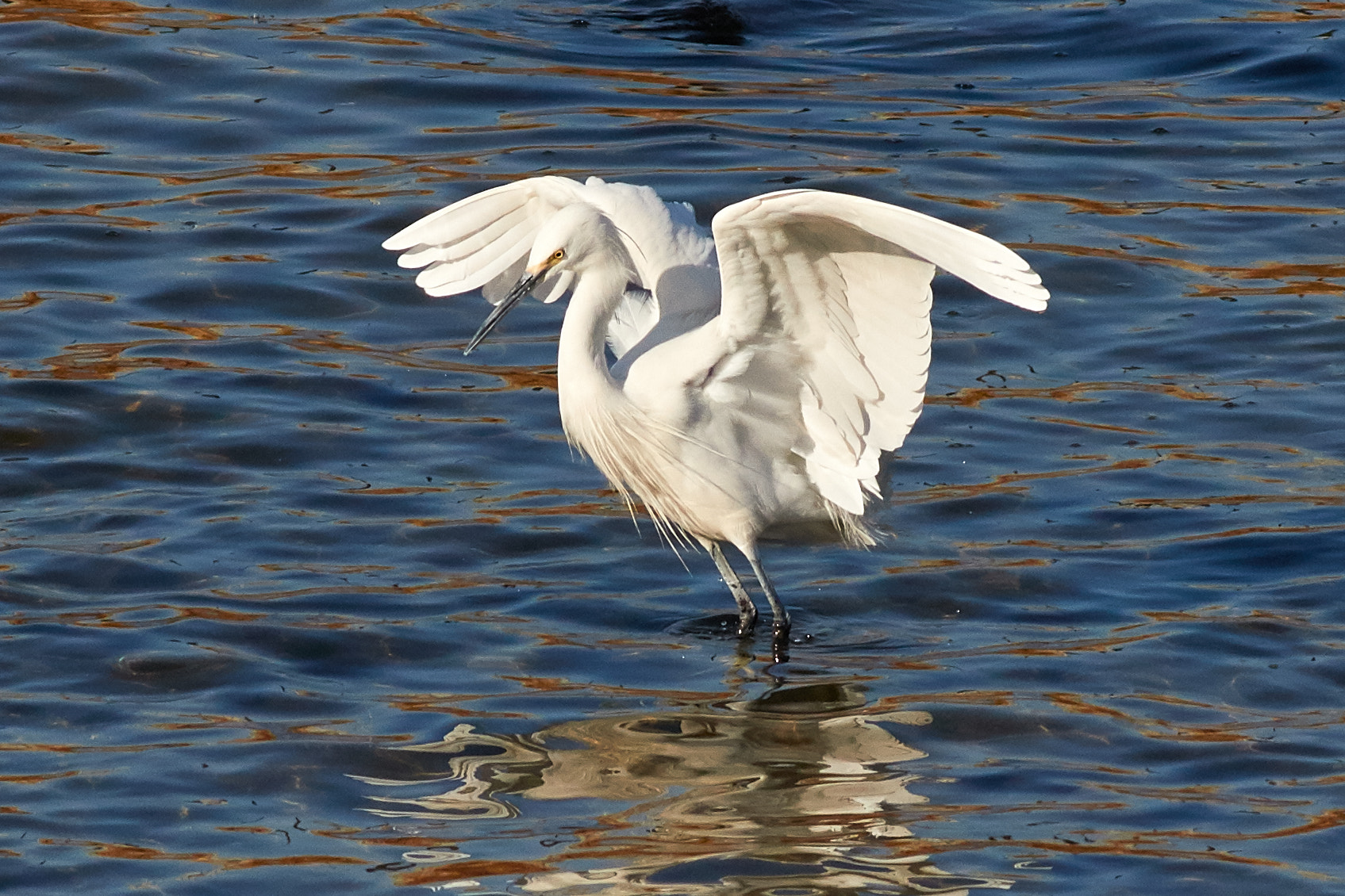 Canon EF 400mm F5.6L USM sample photo. Egret wing flapping photography