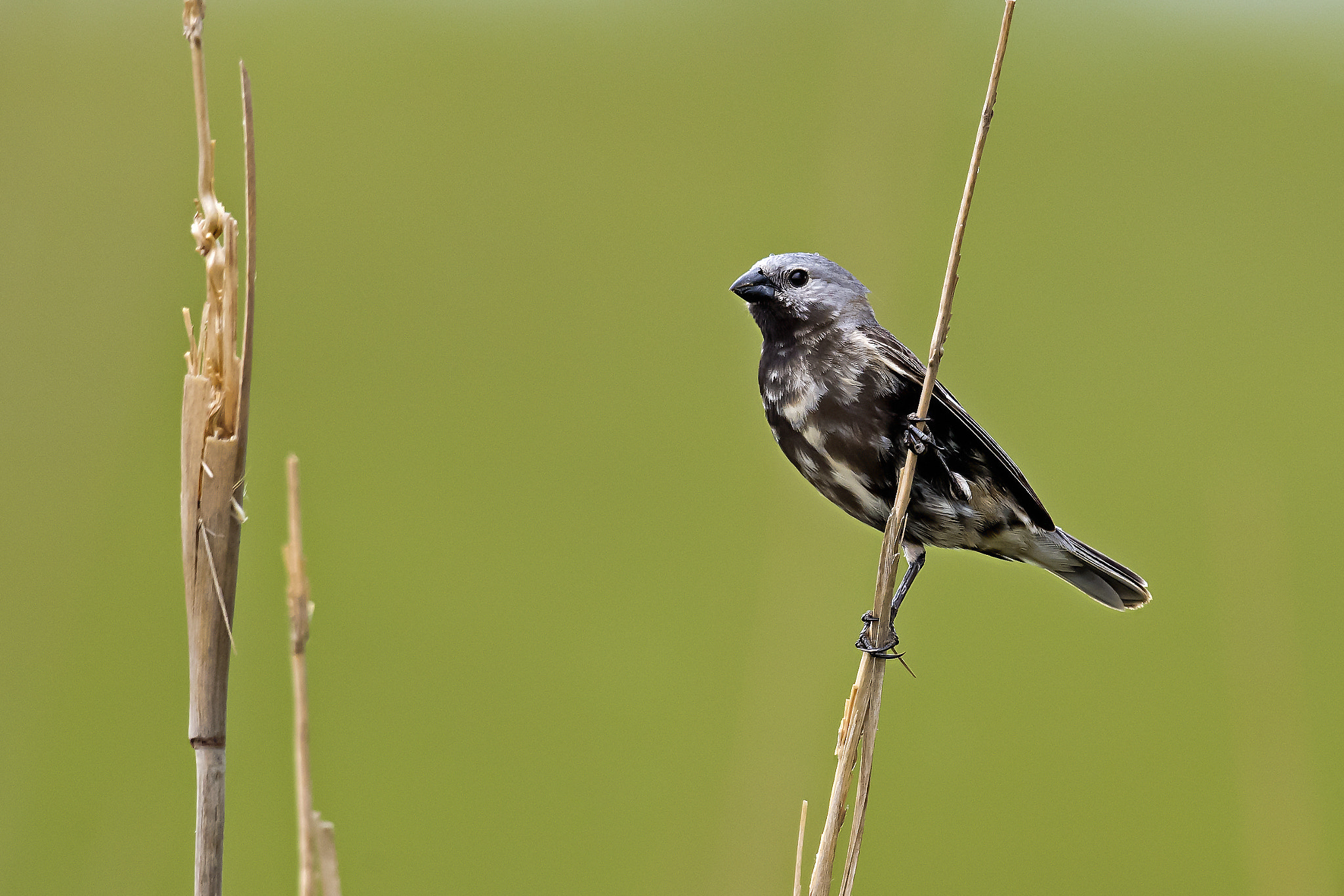 Nikon D5 sample photo. Black-bellied seedeater photography