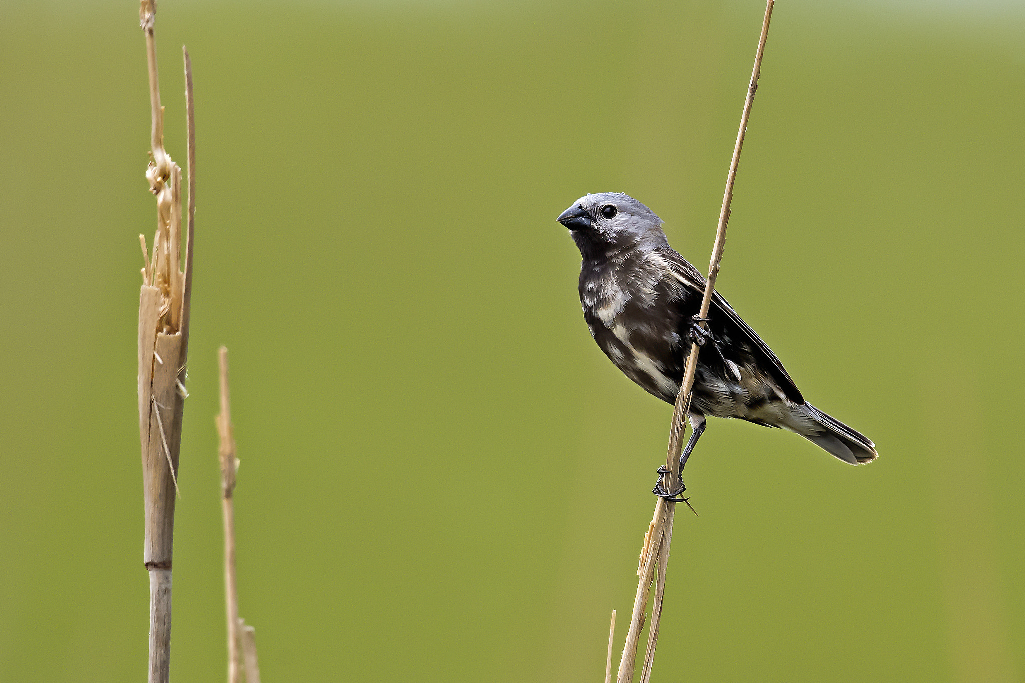 Nikon AF-S Nikkor 800mm F5.6E FL ED VR sample photo. Black-bellied seedeater photography