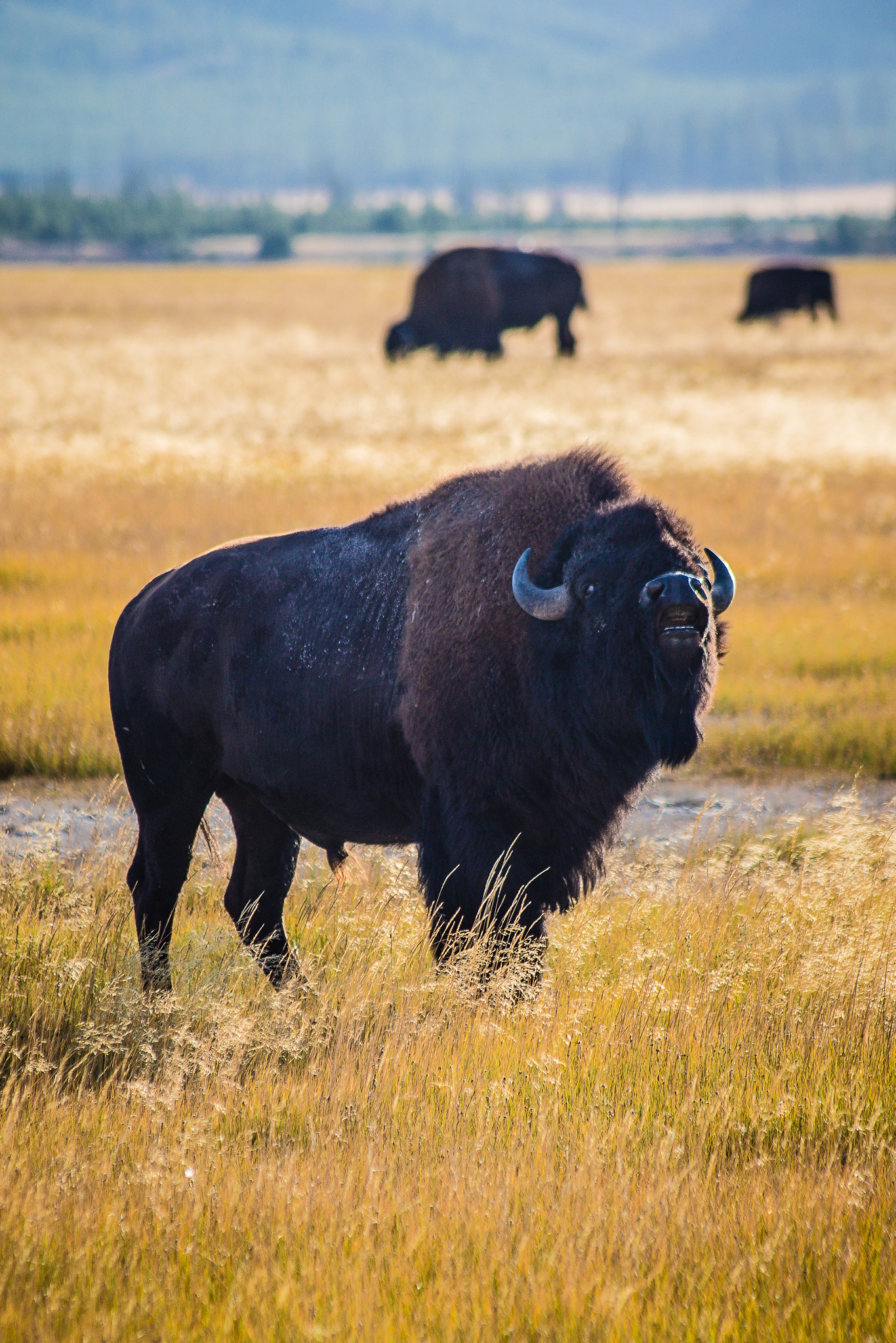 Canon EF 70-300mm F4-5.6 IS USM sample photo. Bison photography