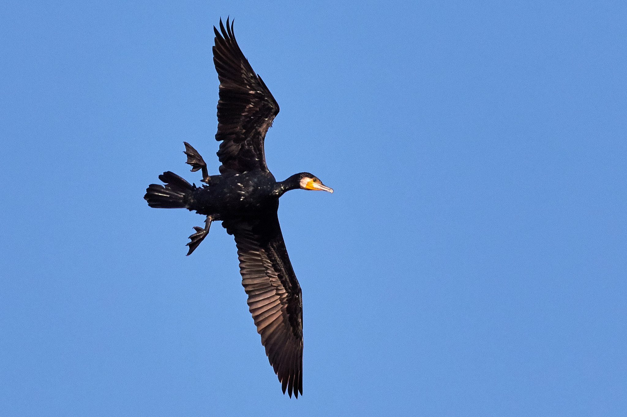 Canon EOS 7D Mark II + Canon EF 400mm F5.6L USM sample photo. Awkward flying by a great cormorant photography