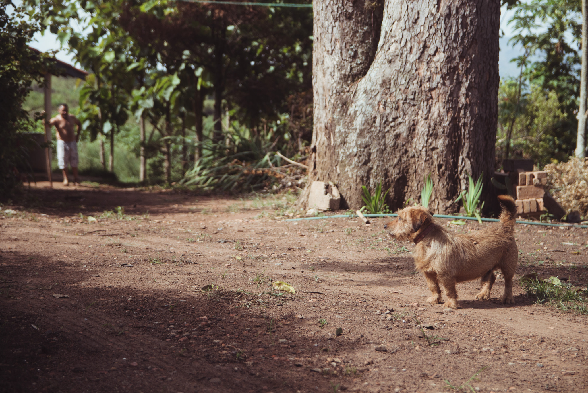 Sigma 17-50mm F2.8 EX DC OS HSM sample photo. Dog photography