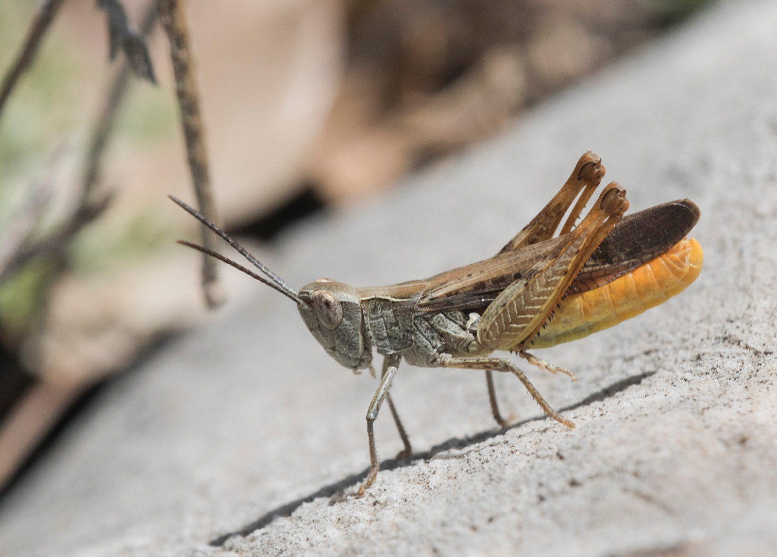 Sigma APO Macro 150mm f/2.8 EX DG HSM sample photo. Grasshopper photography