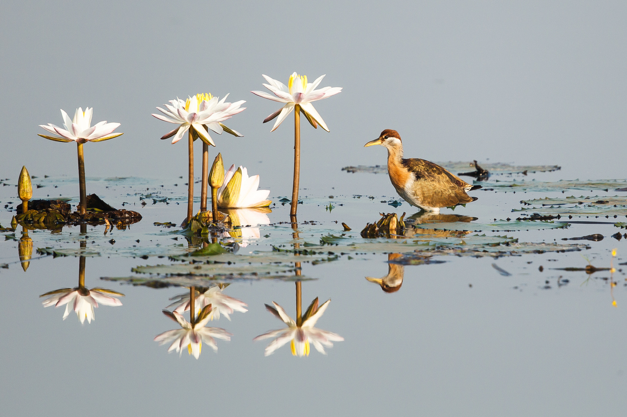 Canon EOS-1D Mark IV sample photo. Bronze-winged jacana and water lilies photography
