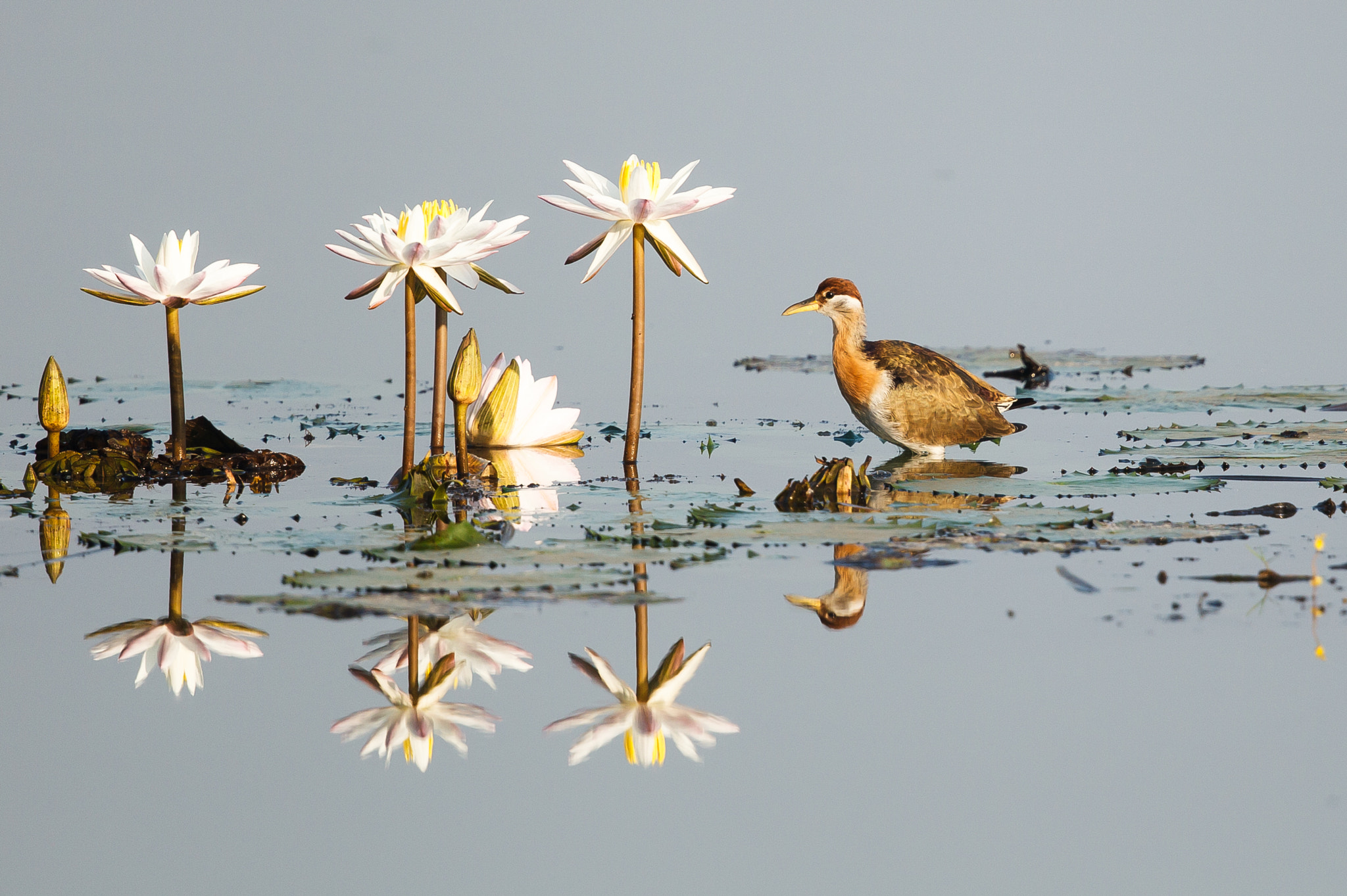 Canon EF 500mm F4L IS II USM sample photo. Bronze-winged jacana and water lilies photography