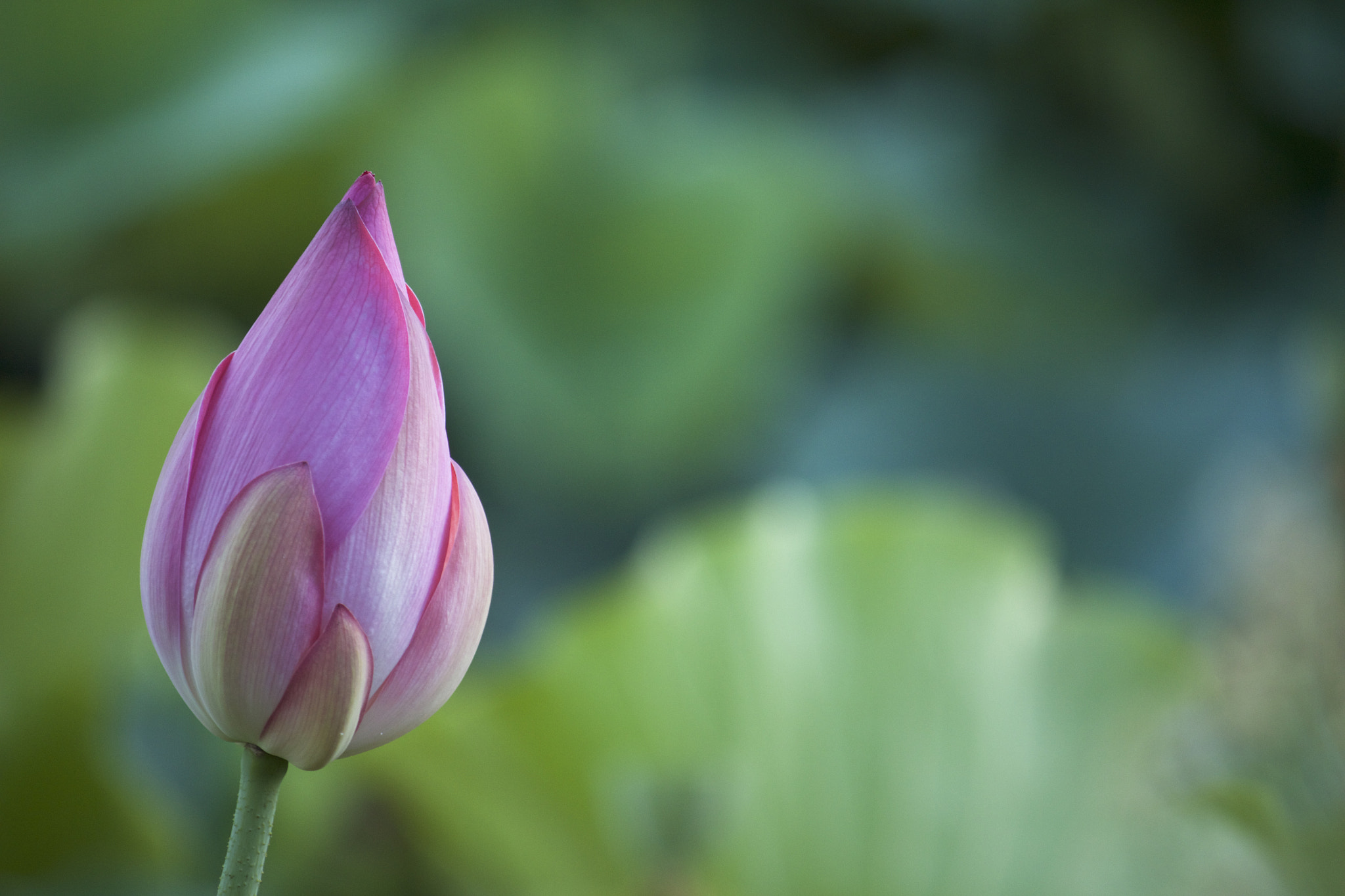 Canon EF-S 55-250mm F4-5.6 IS sample photo. Img photography