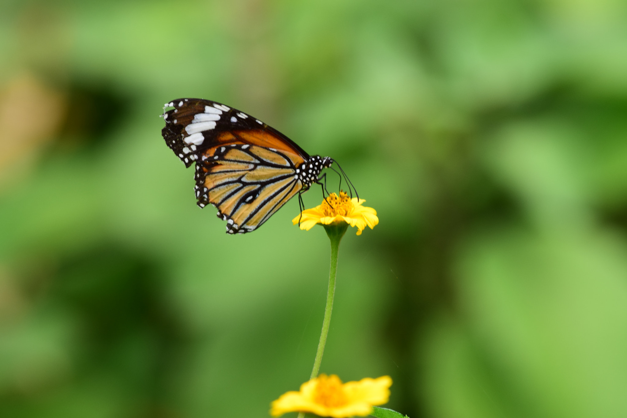Nikon AF Nikkor 70-300mm F4-5.6G sample photo. Oh my butterfly photography