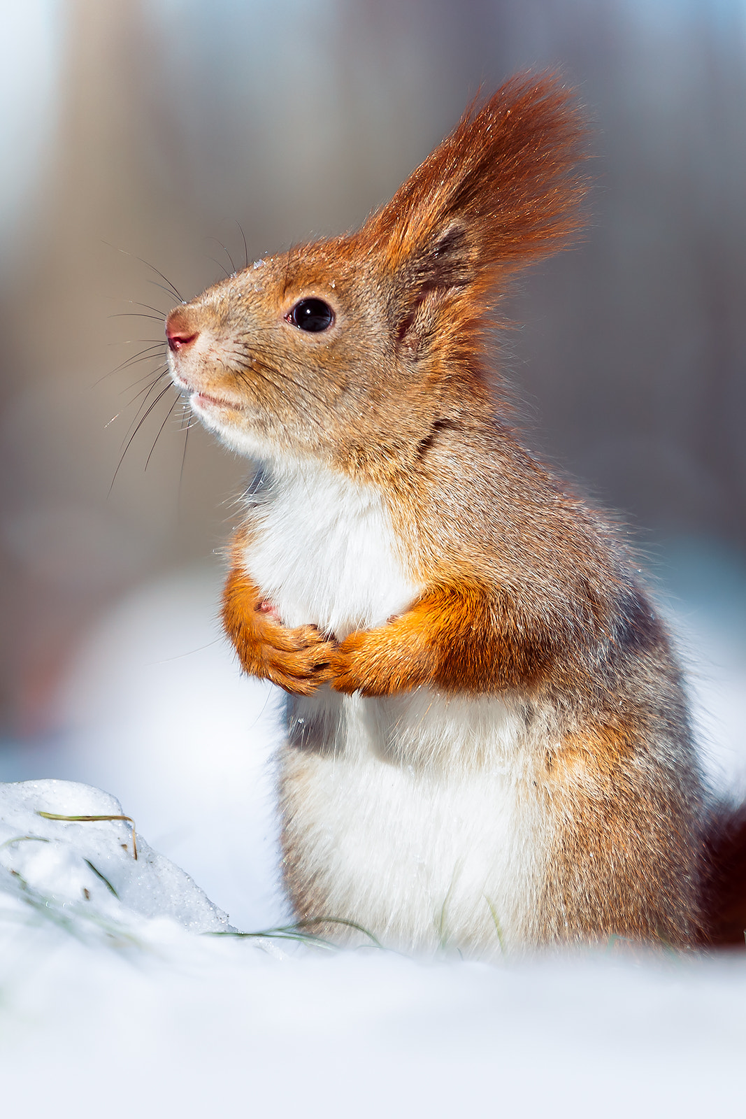 Canon EF 70-200mm F4L USM sample photo. Squirrel photography