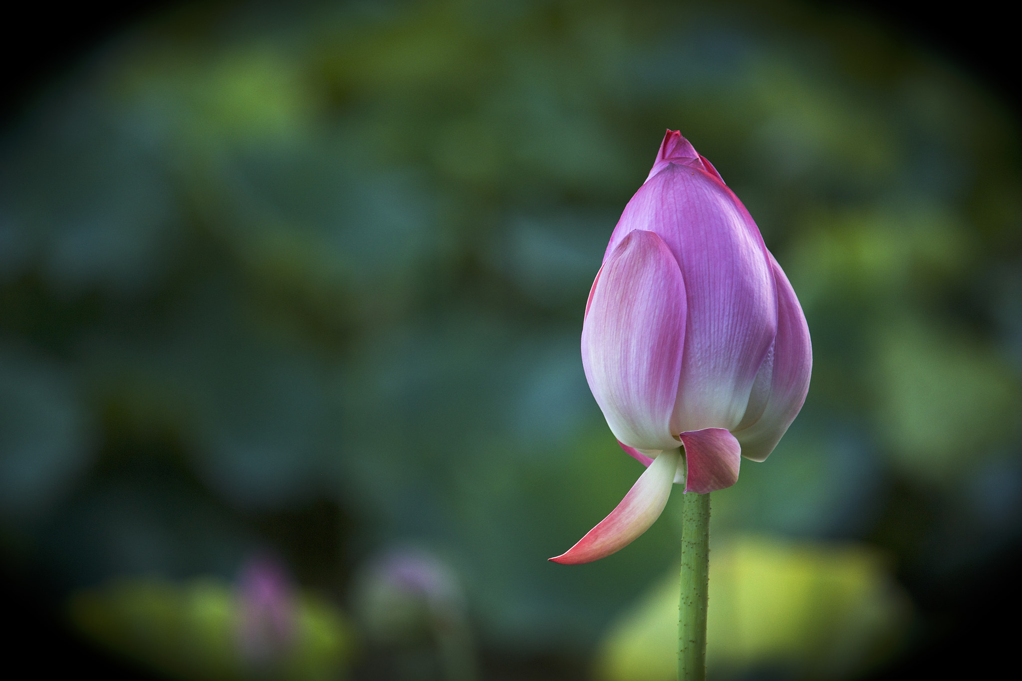 Canon EF-S 55-250mm F4-5.6 IS sample photo. Lotus bud photography