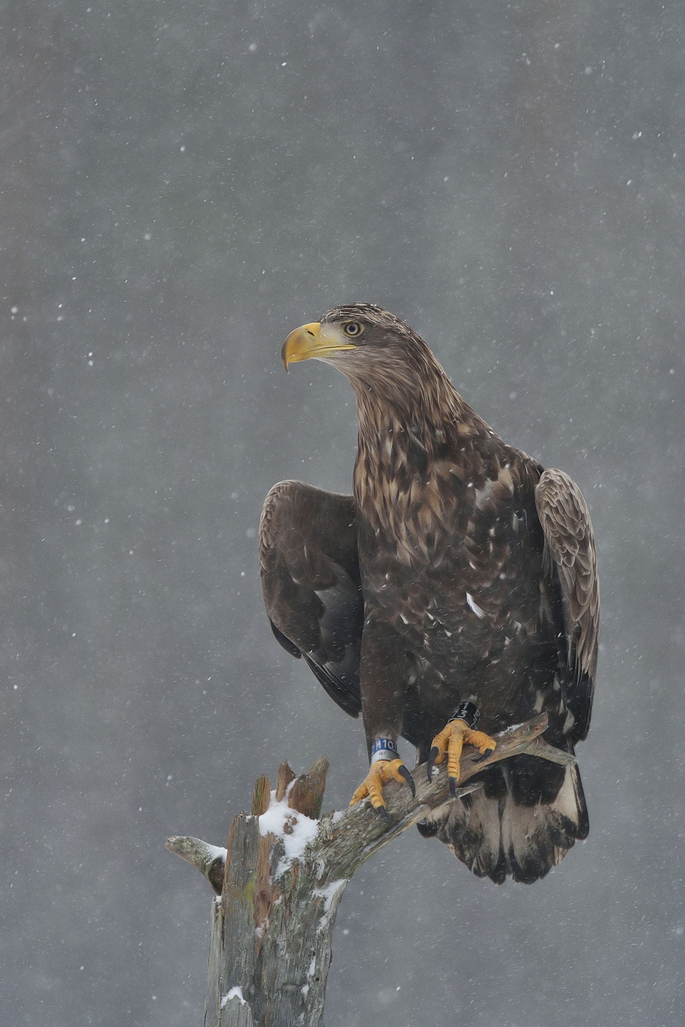 Nikon AF-S Nikkor 400mm F2.8G ED VR II sample photo. White-tailed eagle on a tree in snowfall. photography