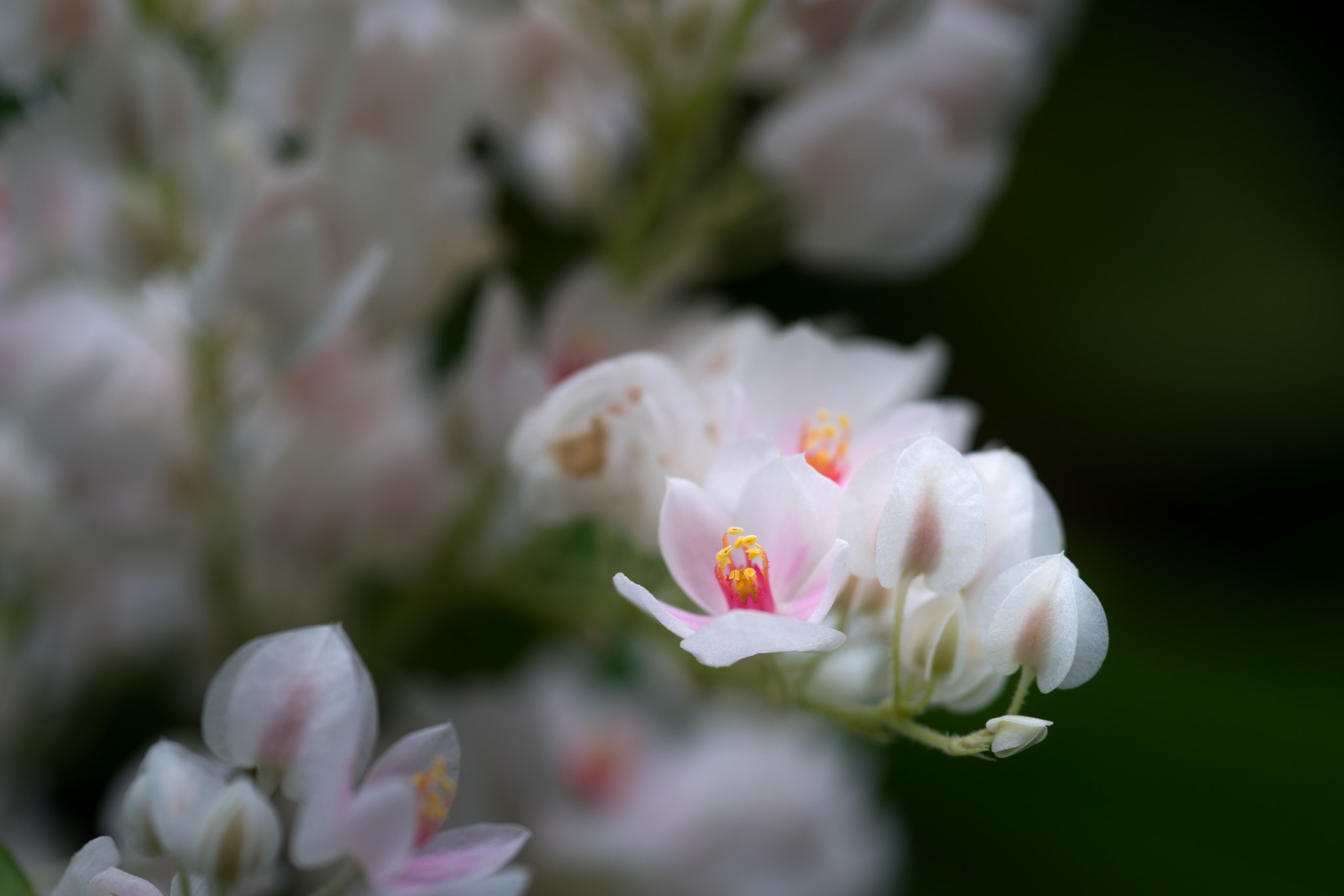 Sony a7 + Sigma 105mm F2.8 EX DG Macro sample photo. _dsc2061-1.jpg photography