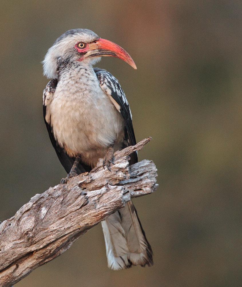 Canon EOS-1D Mark IV + Canon EF 300mm F2.8L IS II USM sample photo. Thedude photography