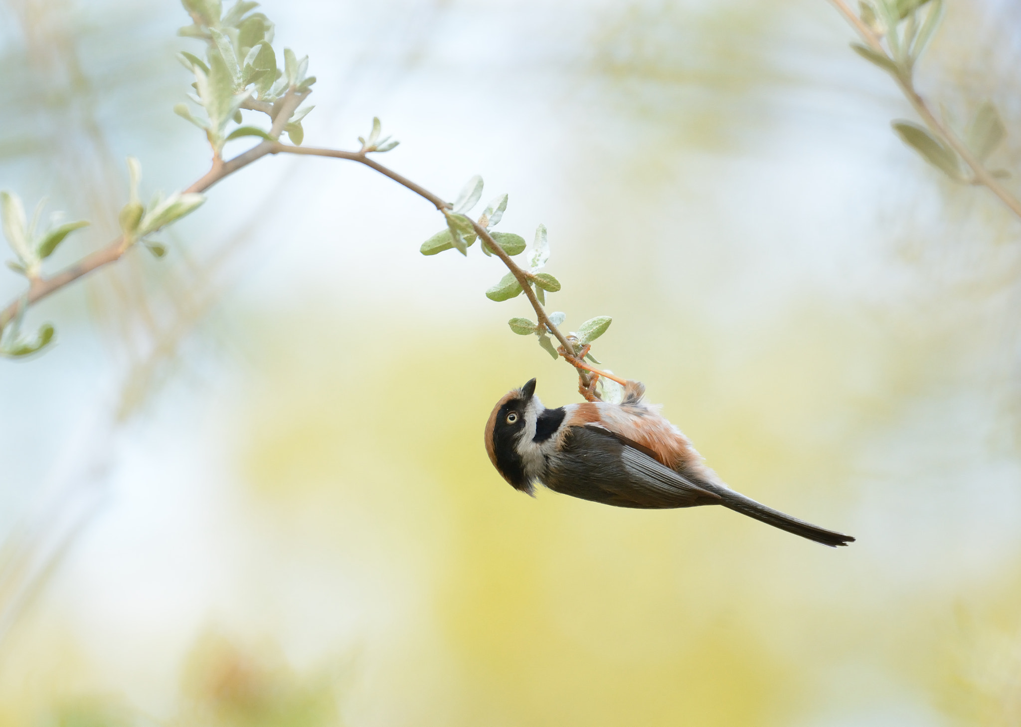 Nikon D7100 + Nikon AF-S Nikkor 80-400mm F4.5-5.6G ED VR sample photo. Dsc photography