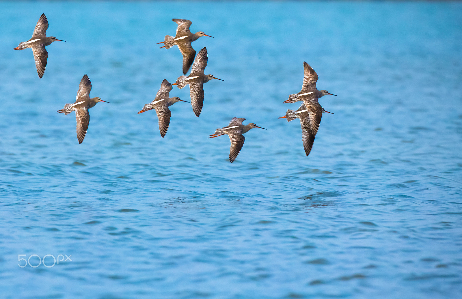 Canon EOS-1D X sample photo. Morning flying photography