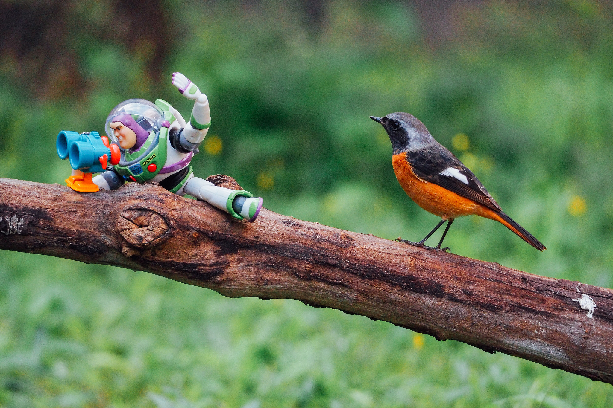 Olympus PEN-F sample photo. 天兵賞鳥日記｜黃尾鴝 daurian redstart photography