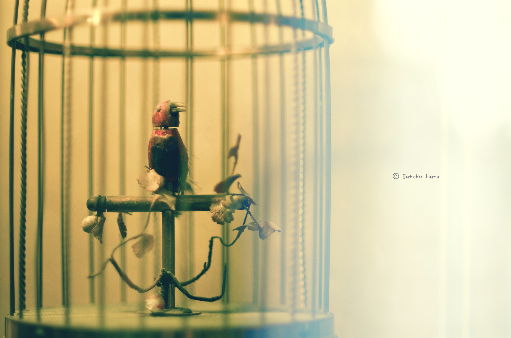 Pentax smc DA* 55mm F1.4 SDM sample photo. Dreamer photography