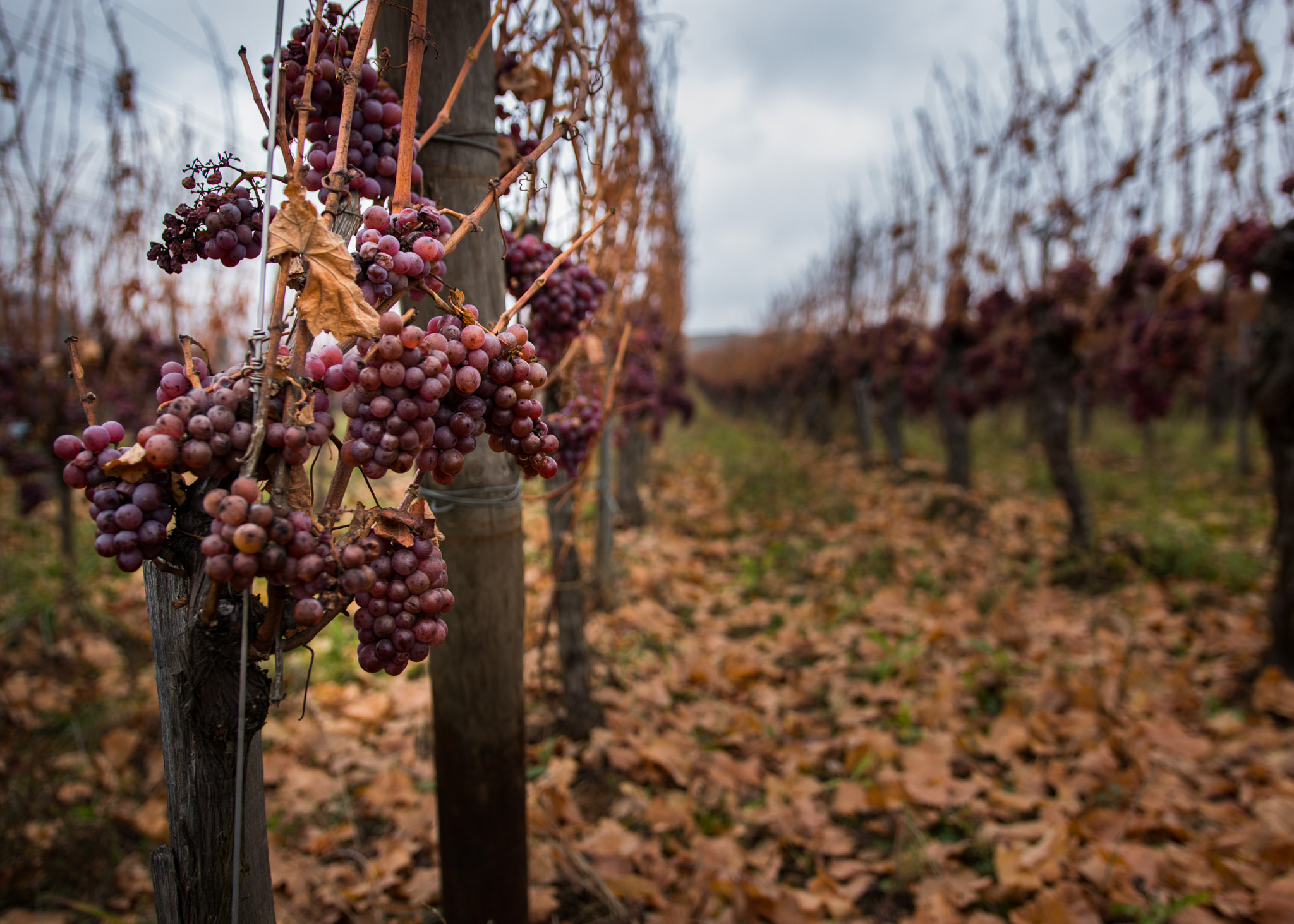 Canon EOS 80D + Sigma 18-35mm f/1.8 DC HSM sample photo. Growing wine photography