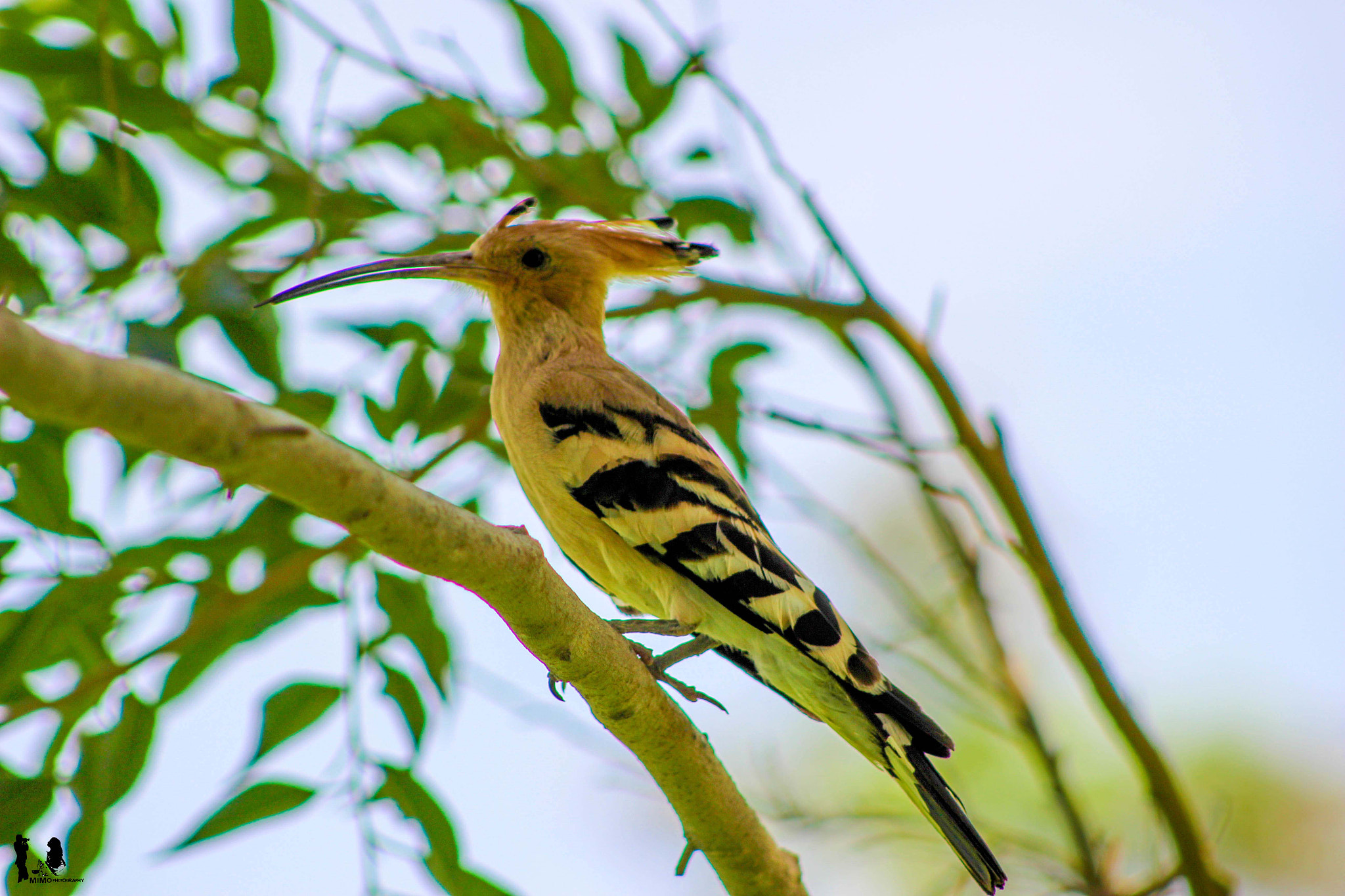 Canon EOS 100D (EOS Rebel SL1 / EOS Kiss X7) + EF75-300mm f/4-5.6 sample photo. Common hoopoe photography