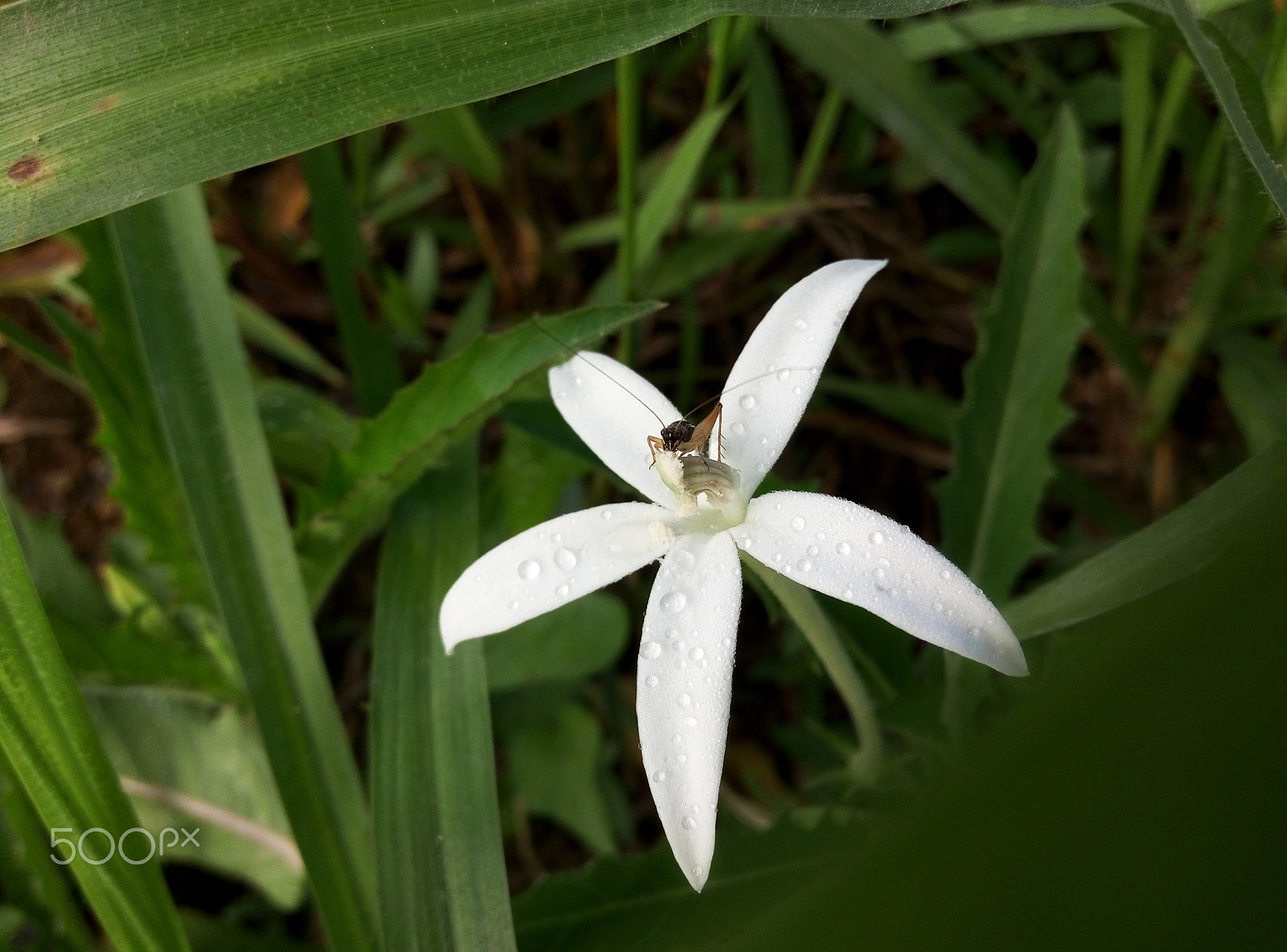 Meizu m1 note sample photo. Feeding photography