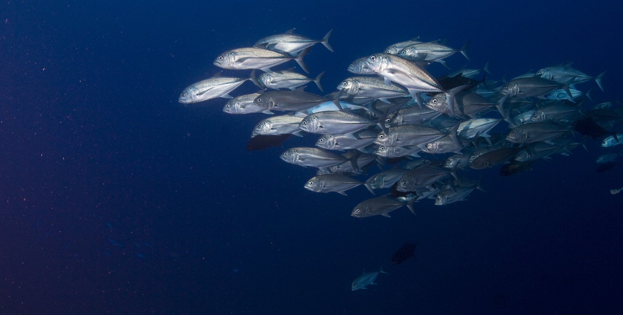 Canon EOS 7D + Tokina AT-X 10-17mm F3.5-4.5 DX Fisheye sample photo. Silver jack fish schooling photography