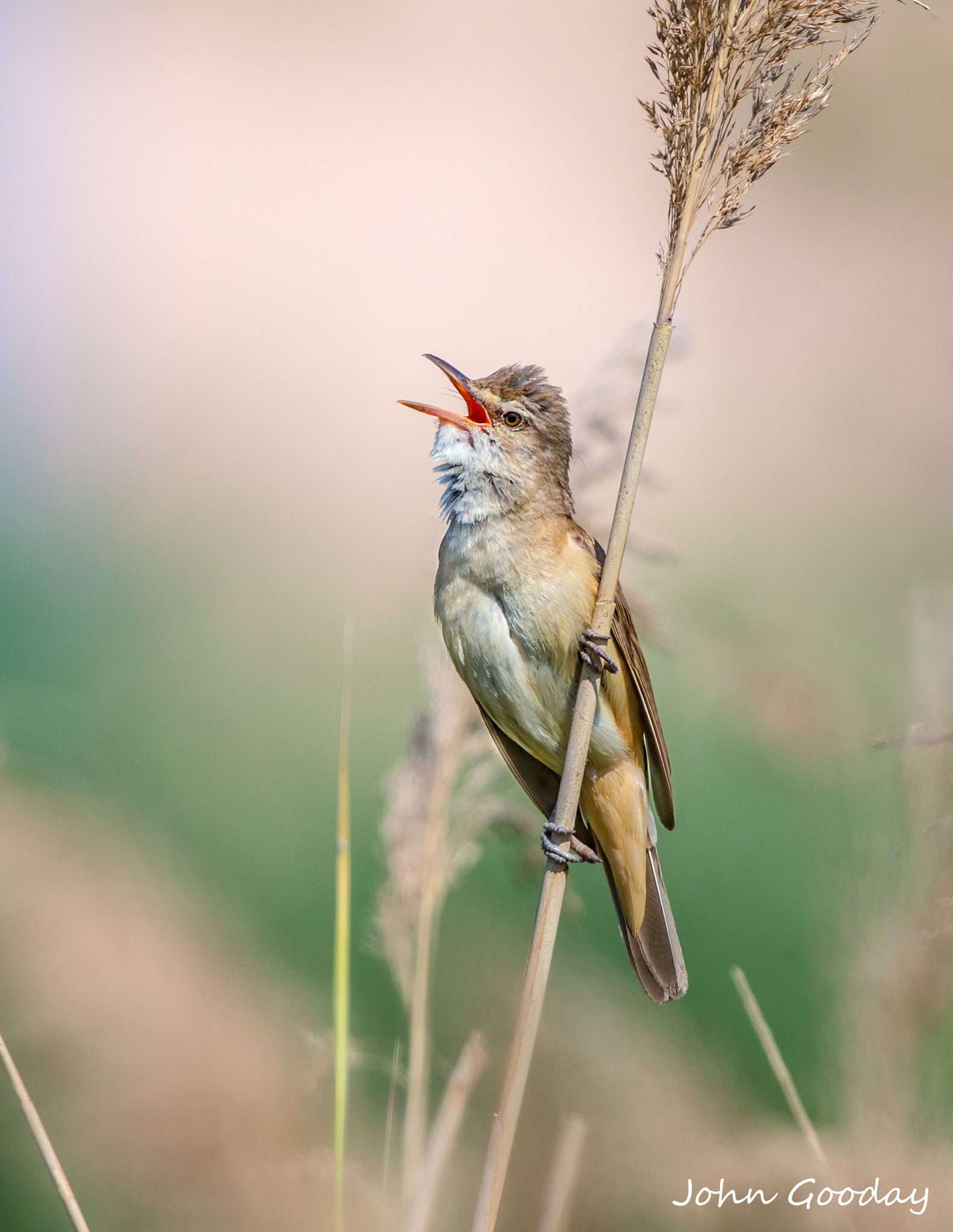 Canon EOS-1D X sample photo. Sing a happy song photography