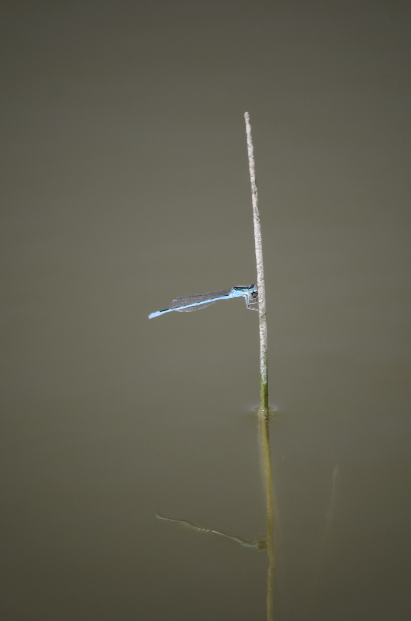 Pentax K-50 sample photo. Dragonfly photography