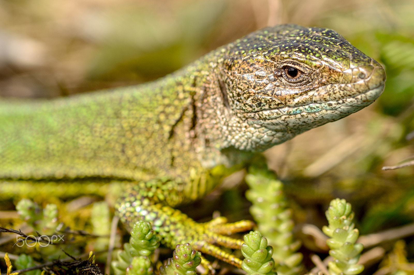 Sigma 105mm F2.8 EX DG Macro sample photo. Lacerta viridis photography