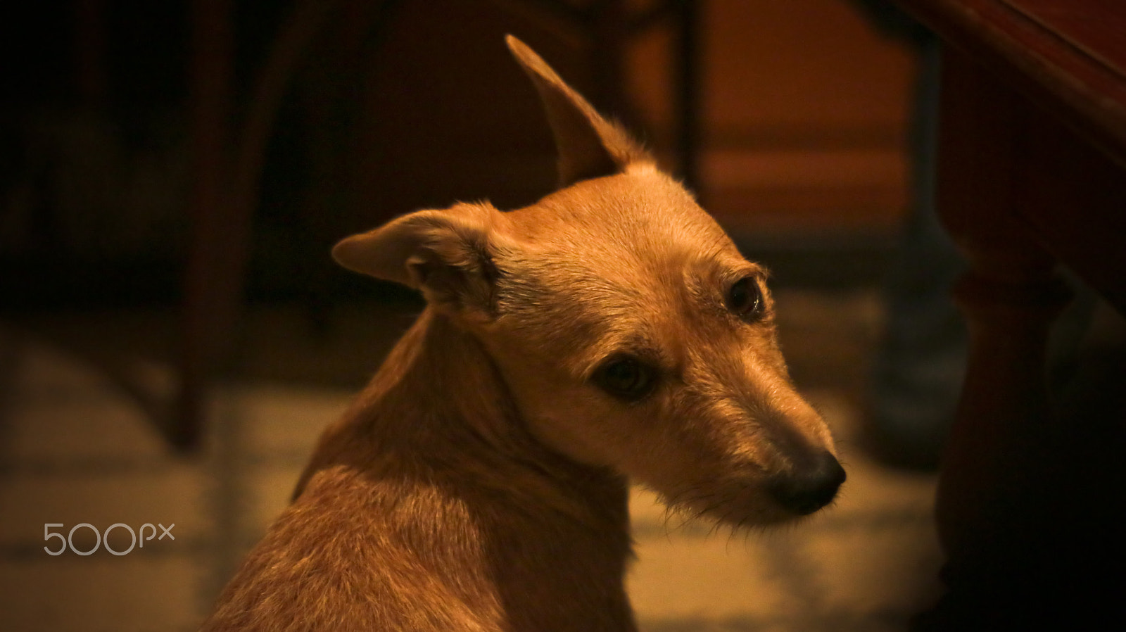 Canon EF 50mm F1.8 II sample photo. Mona photography