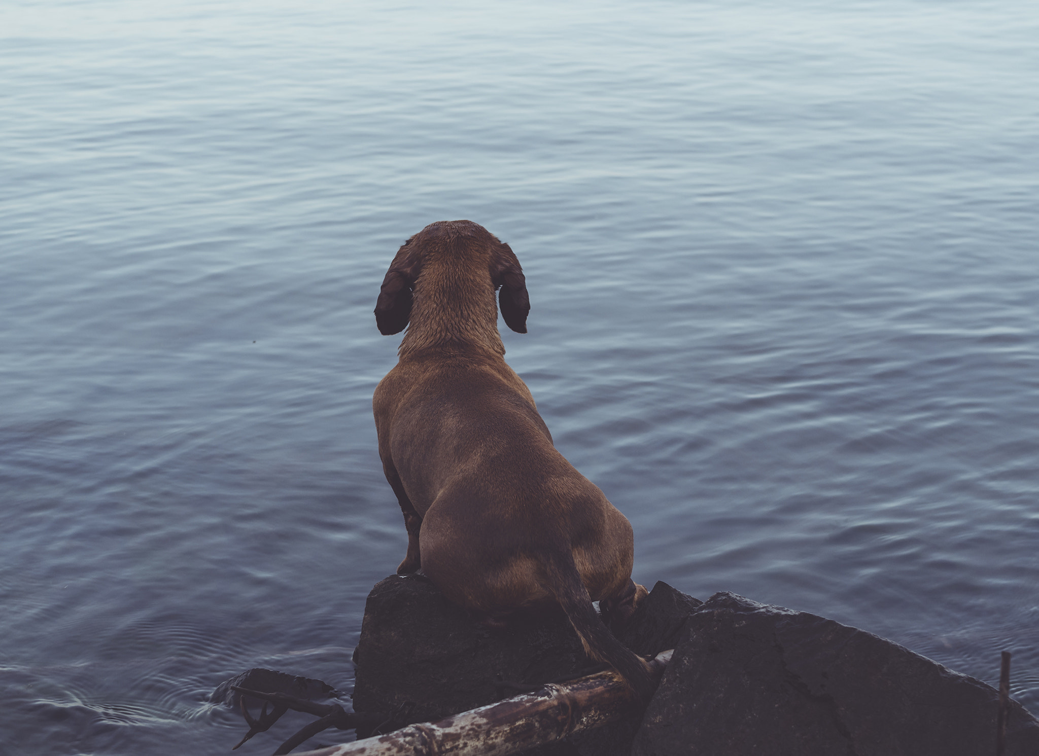 Sigma 30mm F2.8 DN Art sample photo. Swimming dog. photography