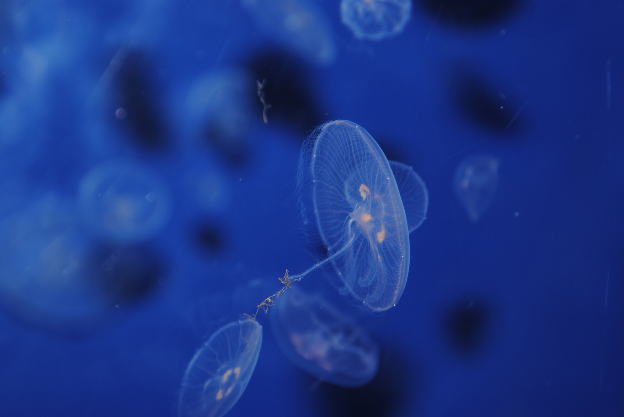 Nikon D3000 sample photo. Baby jellies photography