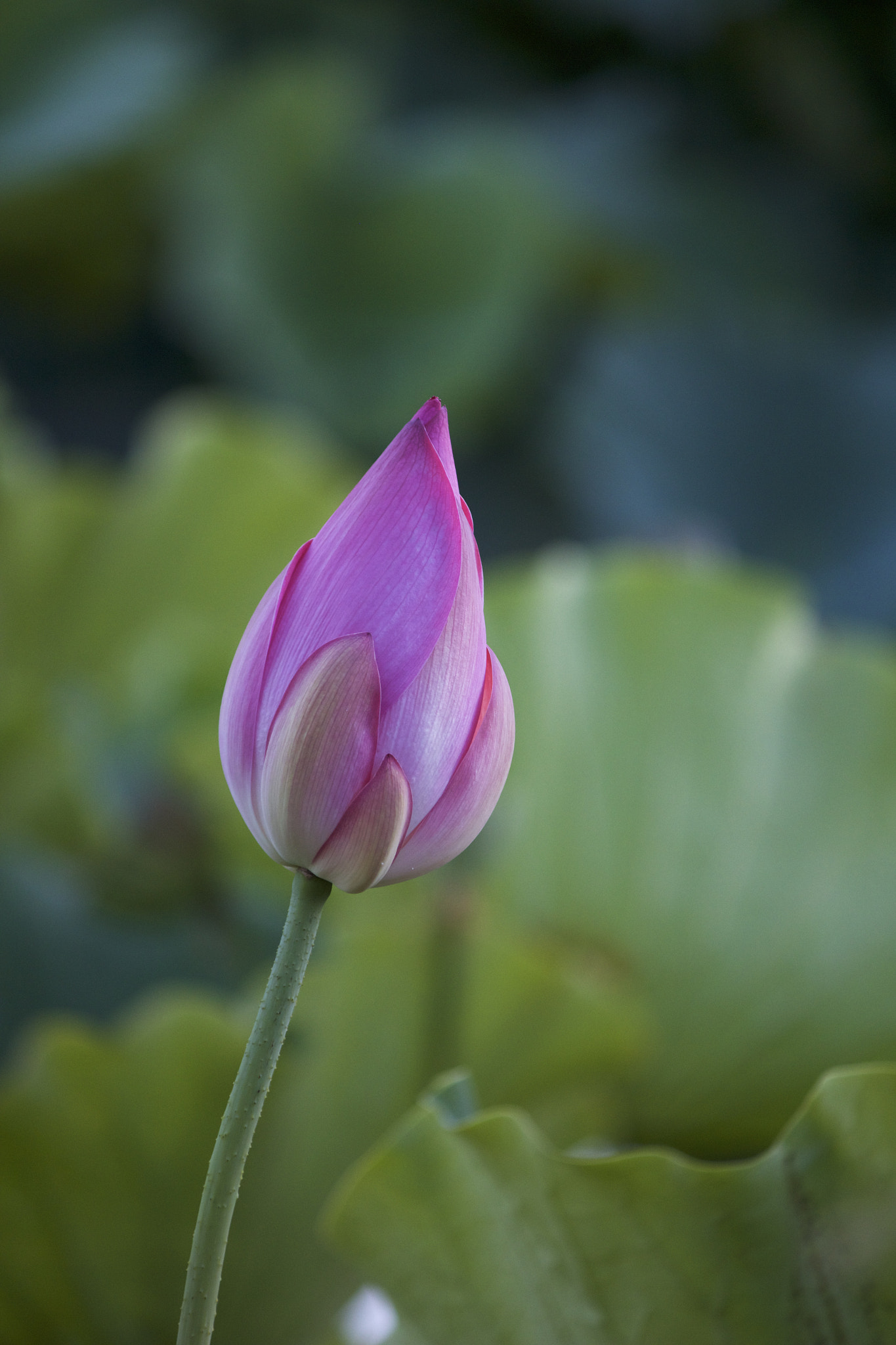 Canon EOS 650D (EOS Rebel T4i / EOS Kiss X6i) + Canon EF-S 55-250mm F4-5.6 IS sample photo. Lotus bud 2 photography