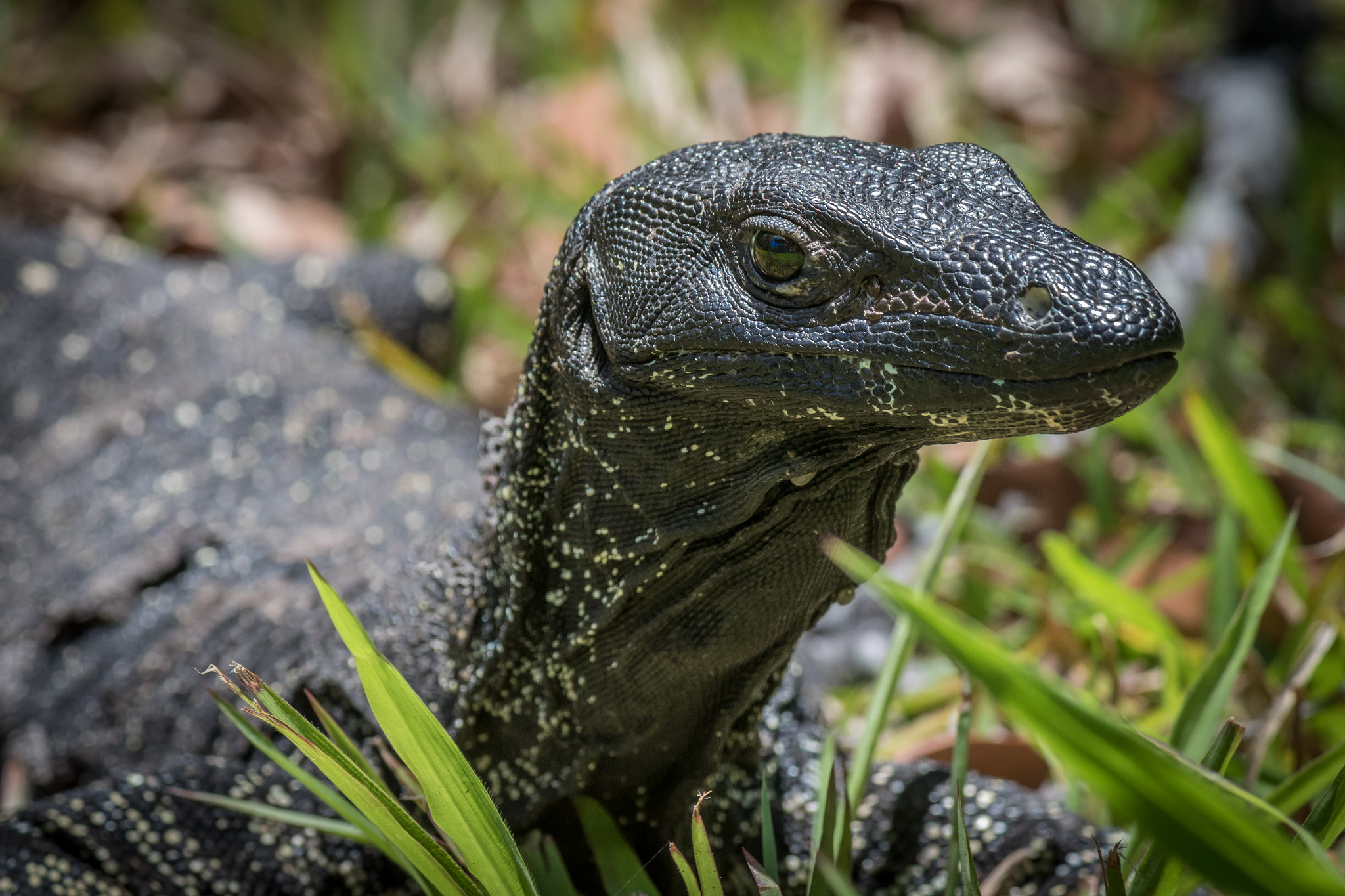Canon EF-S 55-250mm F4-5.6 IS sample photo. Gecko photography