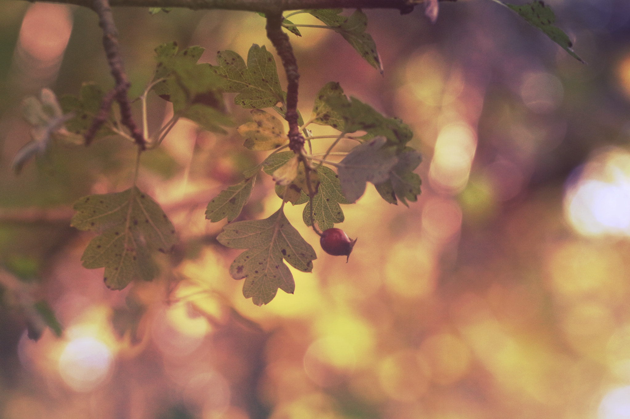 Canon EF 100mm F2.8L Macro IS USM sample photo. Autumn light photography