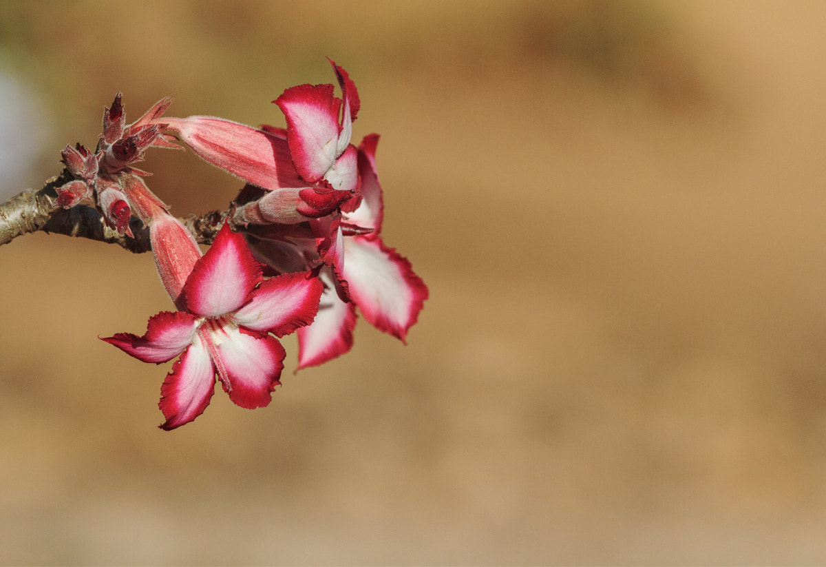 Canon EOS 7D + Canon EF 300mm F2.8L IS II USM sample photo. Impala lilly photography