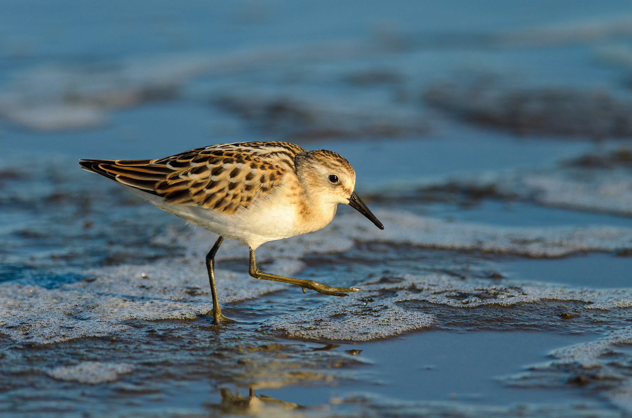 Nikon D7000 sample photo. Little stint photography