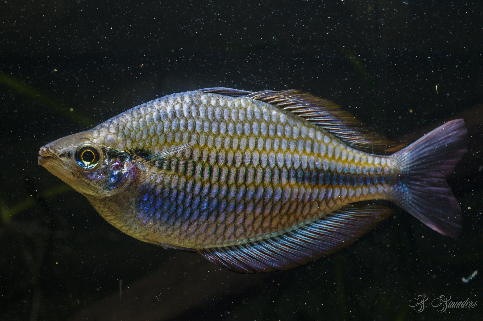 Canon EOS 7D Mark II + Tamron SP AF 90mm F2.8 Di Macro sample photo. Banded rainbowfish photography