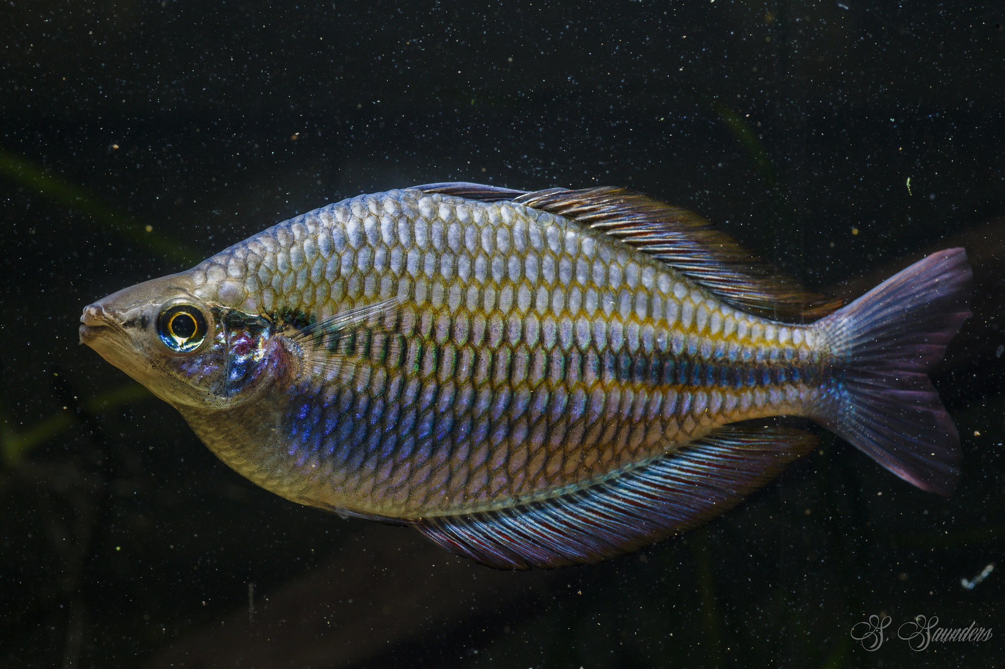 Tamron SP AF 90mm F2.8 Di Macro sample photo. Banded rainbowfish photography