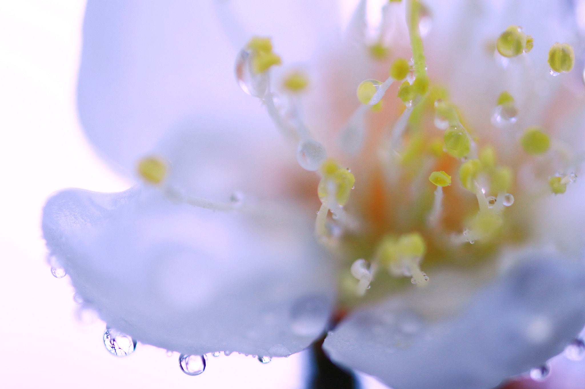Canon MP-E 65mm F2.5 1-5x Macro Photo sample photo. Japanese plum×drops photography