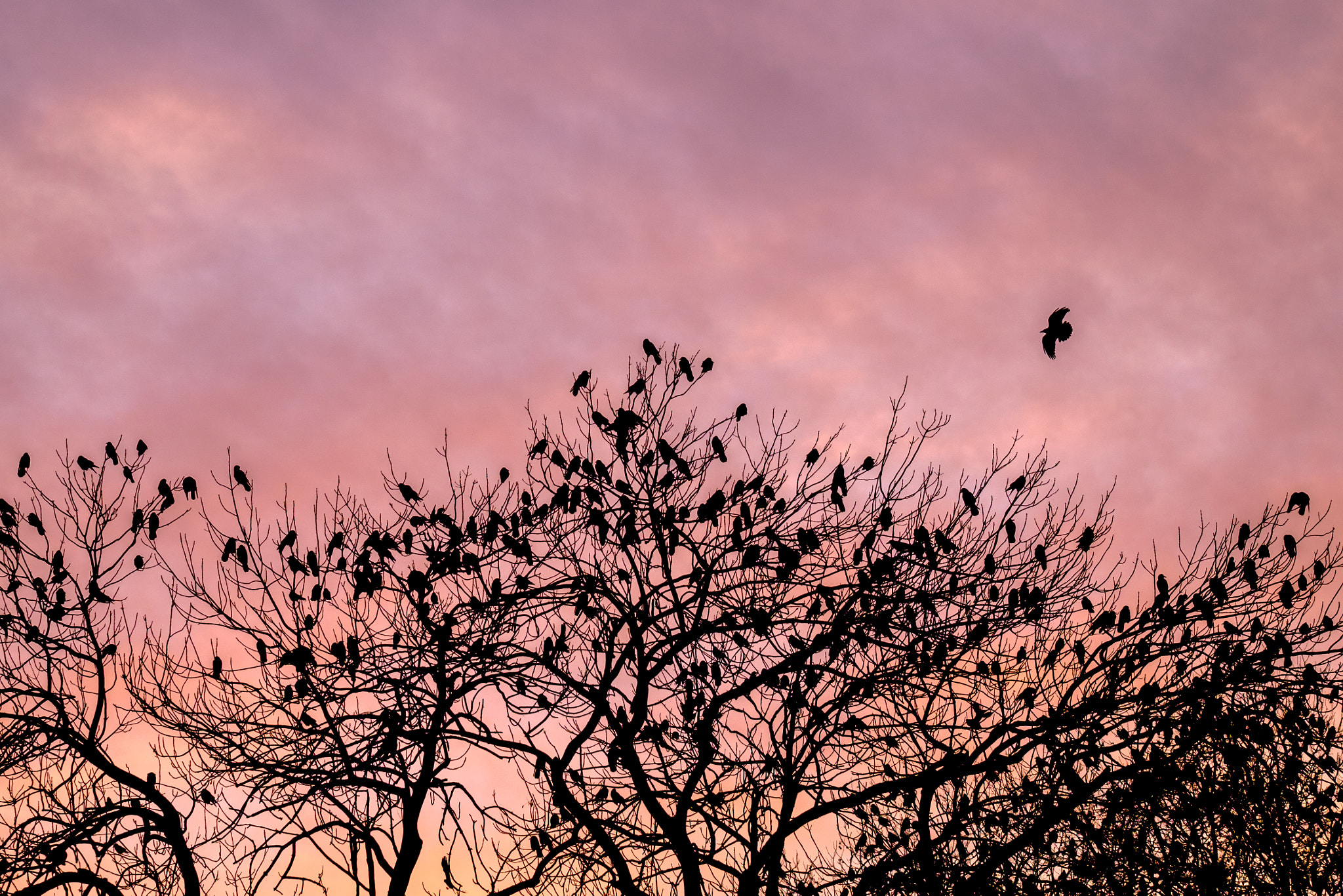 Fujifilm X-T10 sample photo. Crows photography