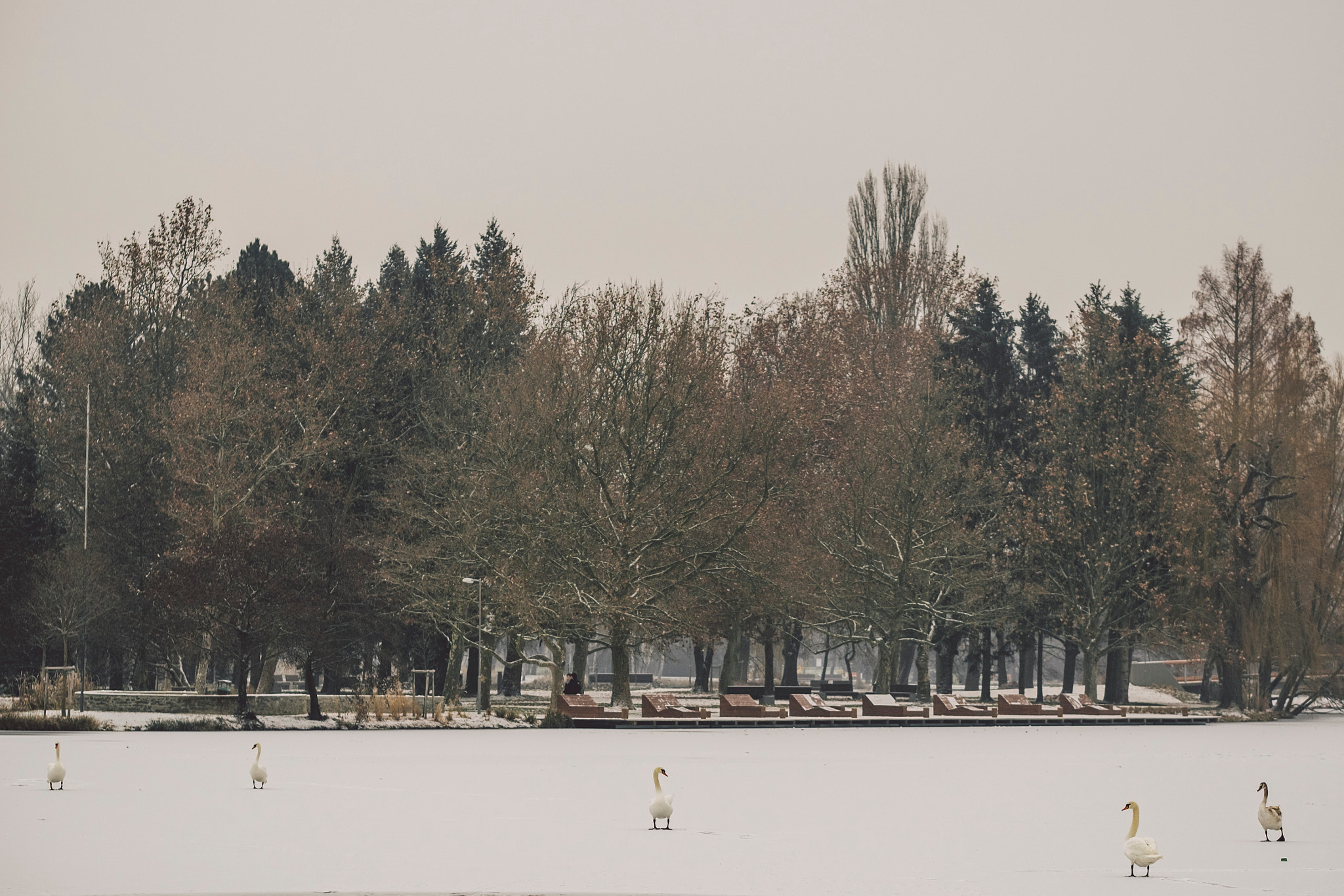 Fujifilm X-T10 + Fujifilm XF 90mm F2 R LM WR sample photo. Swan lake photography