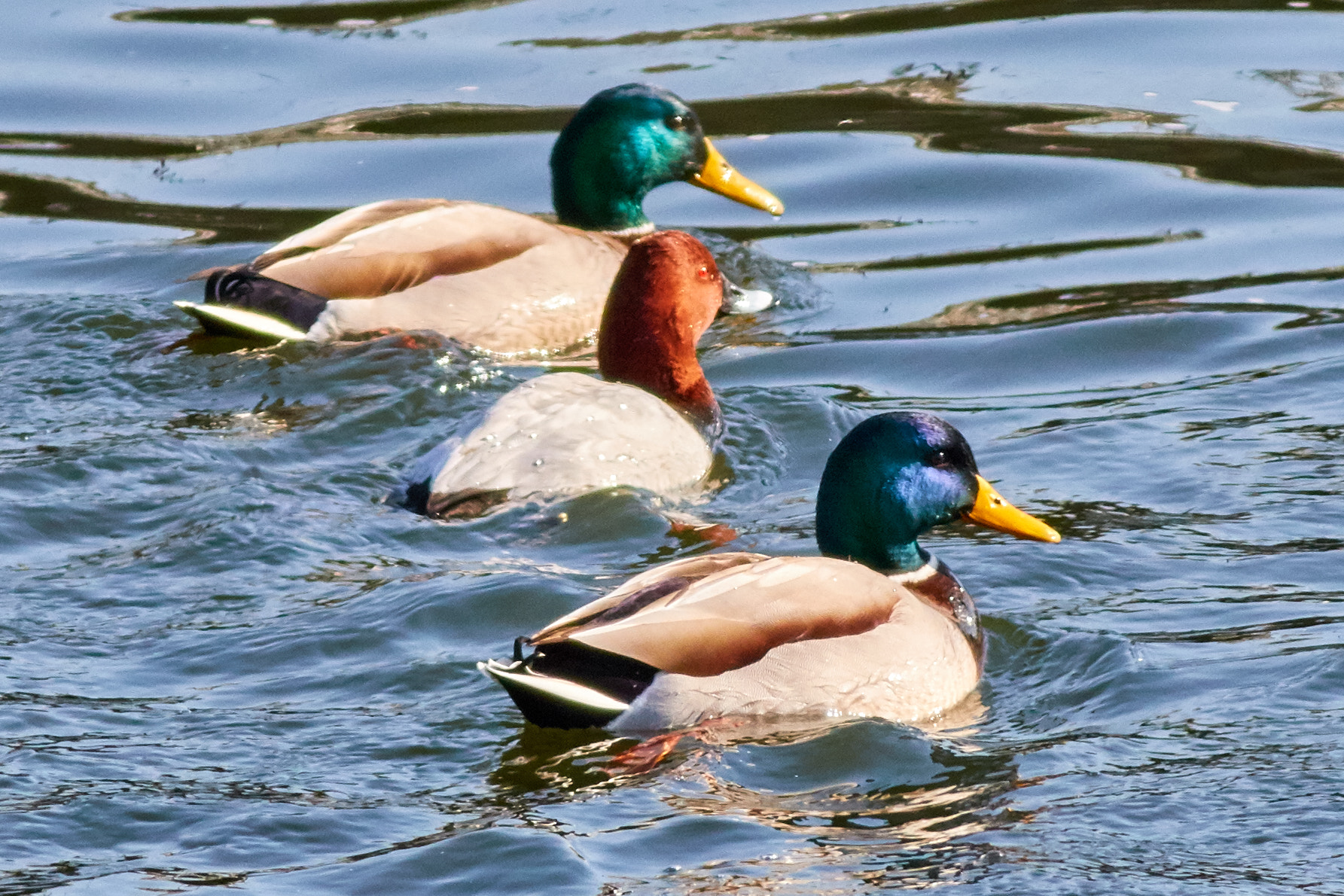 Canon EOS 7D Mark II + Canon EF 400mm F5.6L USM sample photo. Rgb ducks photography