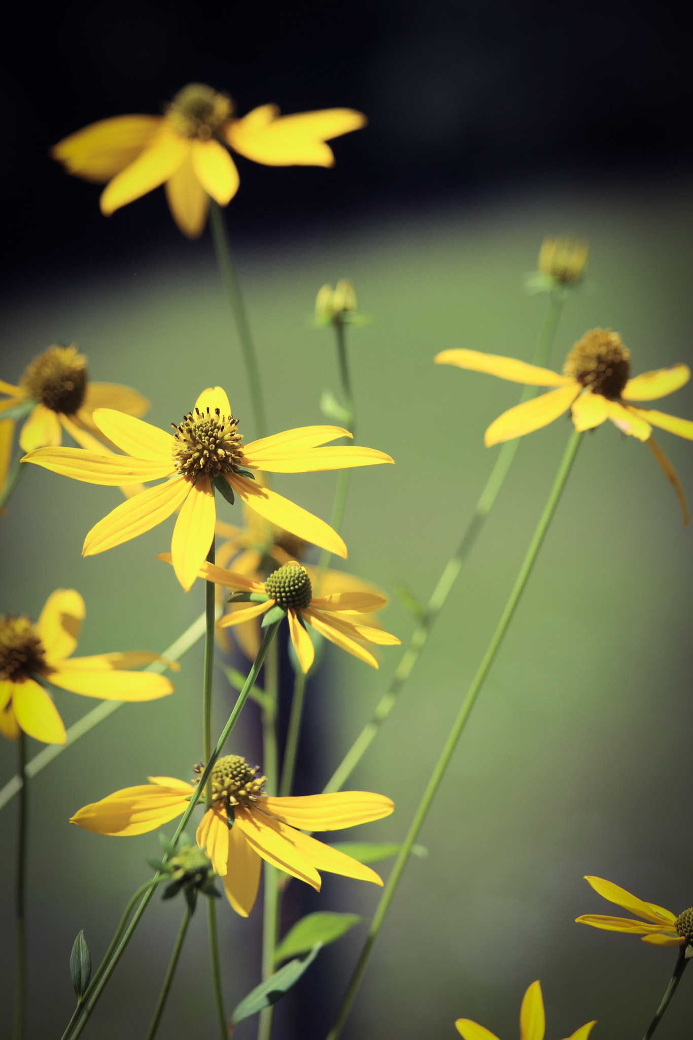 Canon EOS 650D (EOS Rebel T4i / EOS Kiss X6i) sample photo. Wild flowers from wv photography