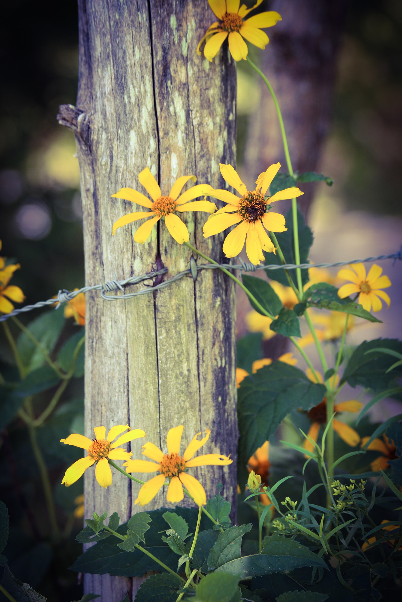 Canon EF 70-300mm F4-5.6 IS USM sample photo. Wild flowers from wv photography