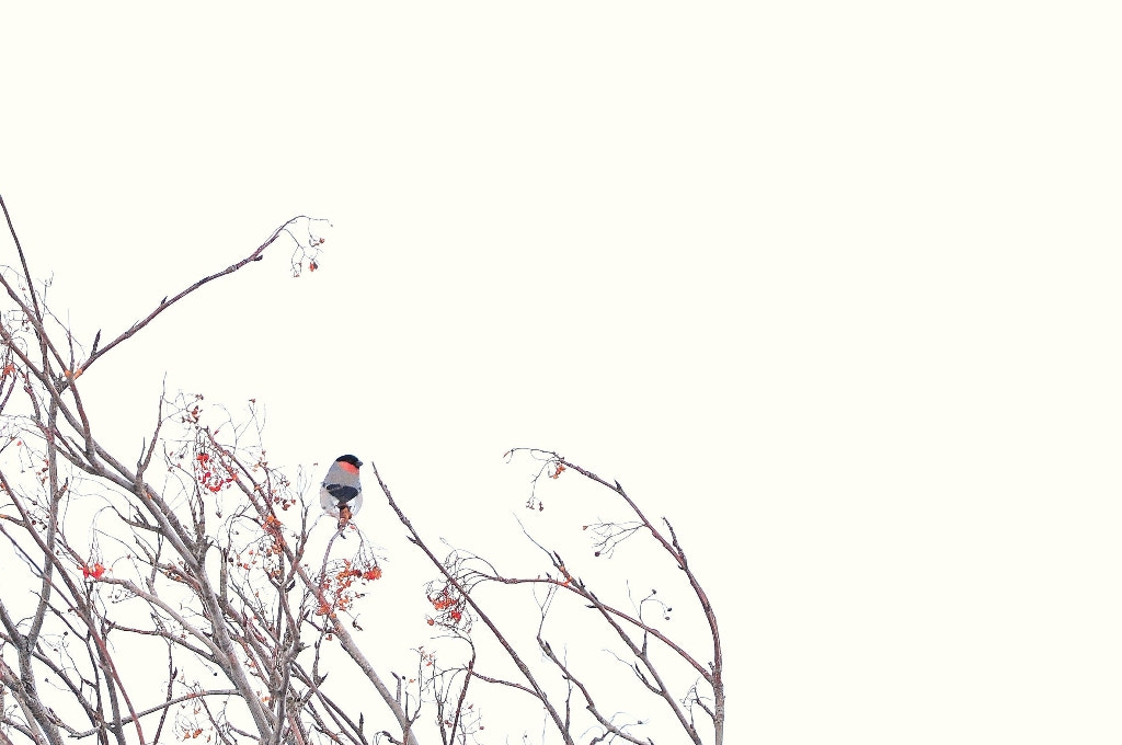 Sigma 50-500mm F4.5-6.3 DG OS HSM sample photo. 冬枯 photography